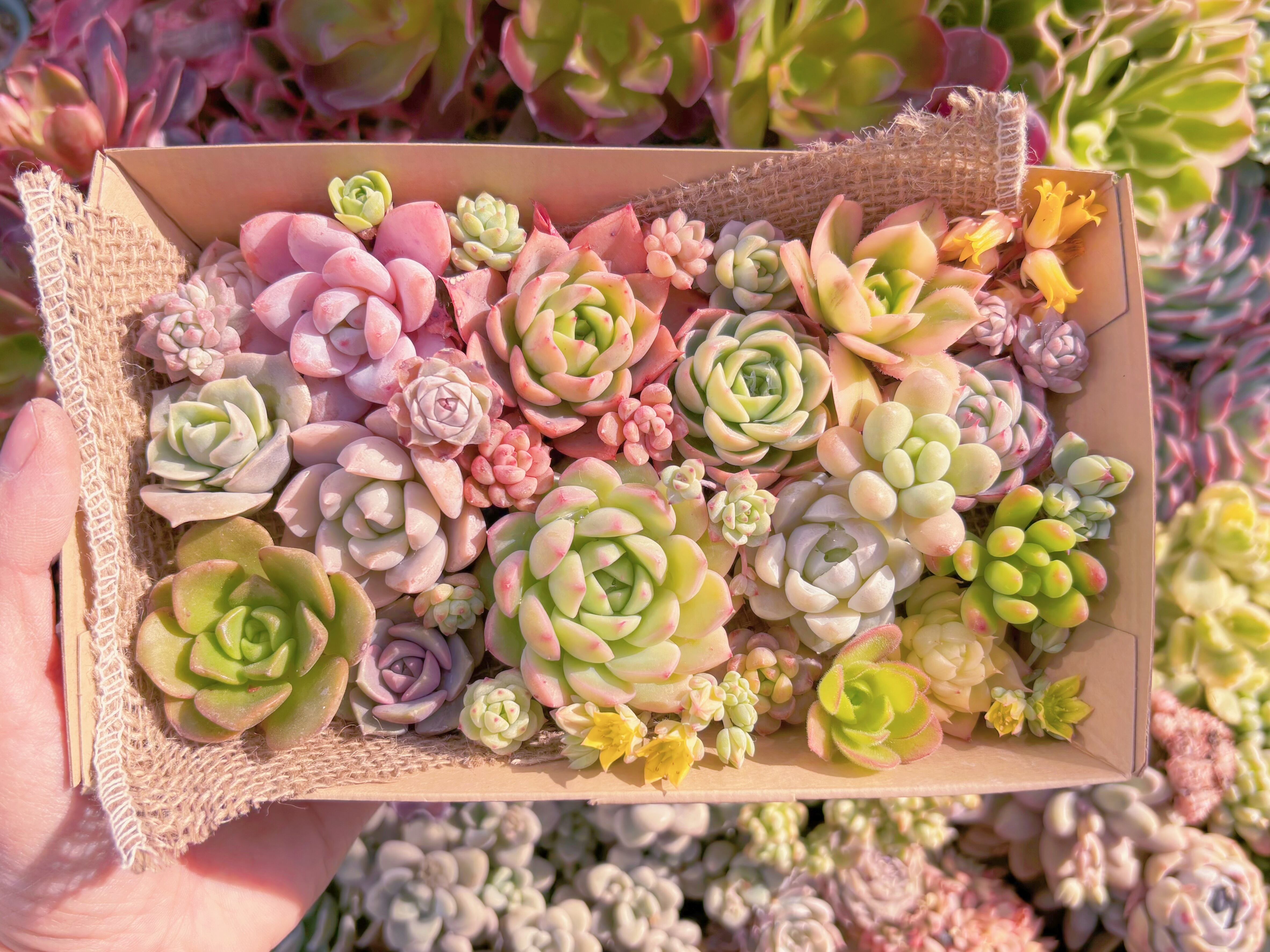 現品　寄せ植えセット#1180　12cmx20cm　るる農園