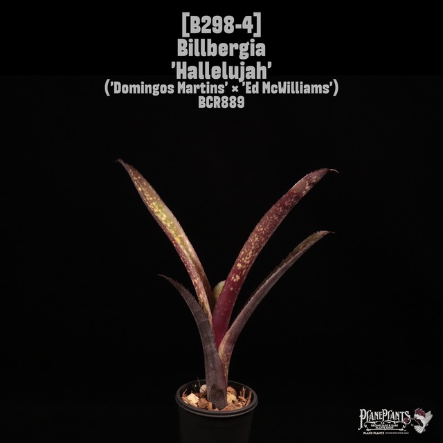 【送料無料】Billbergia 'Mucho Mas'〔ビルベルギア〕現品発送B0165