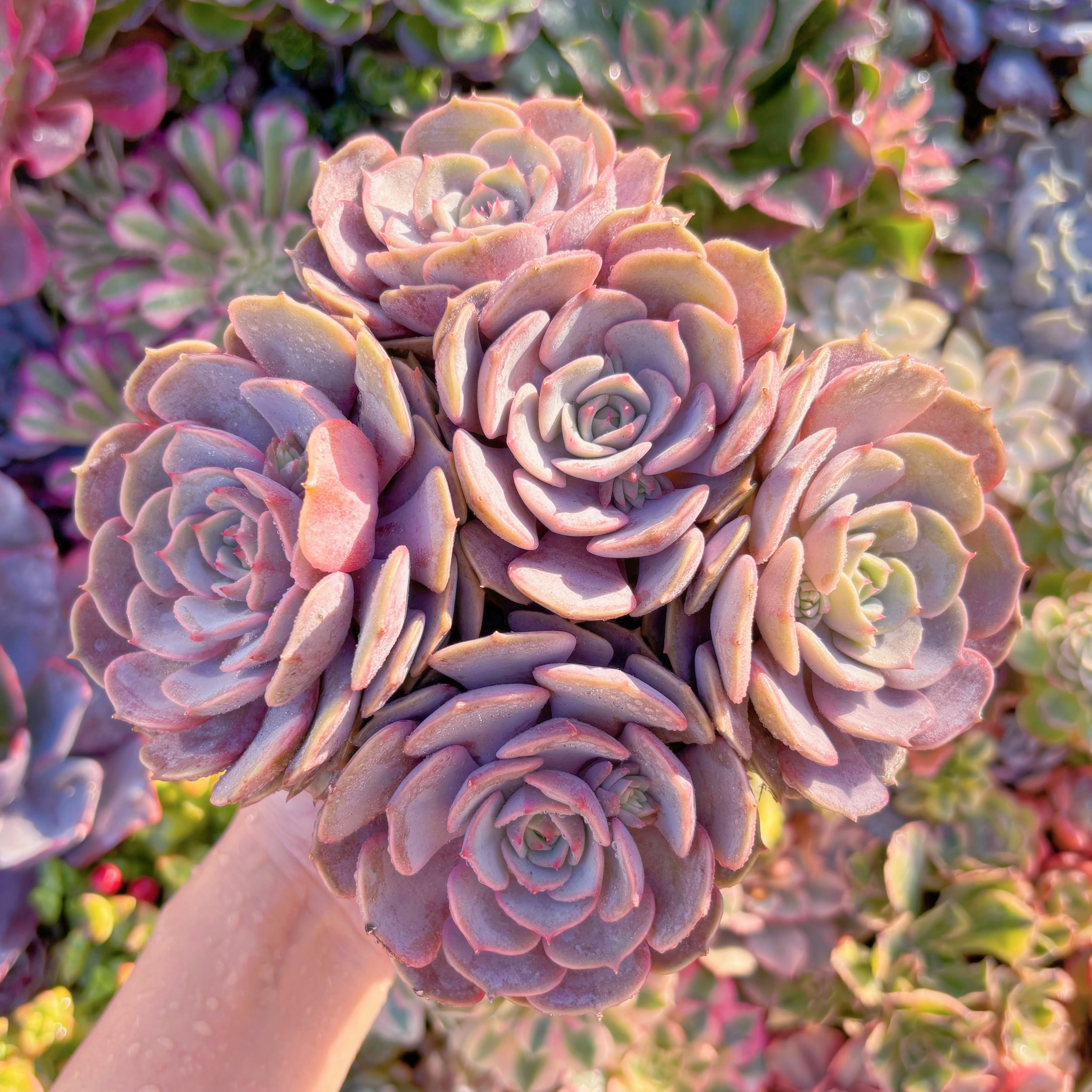 現品　ピンクローラ#701　大群生　新入荷　るる農園