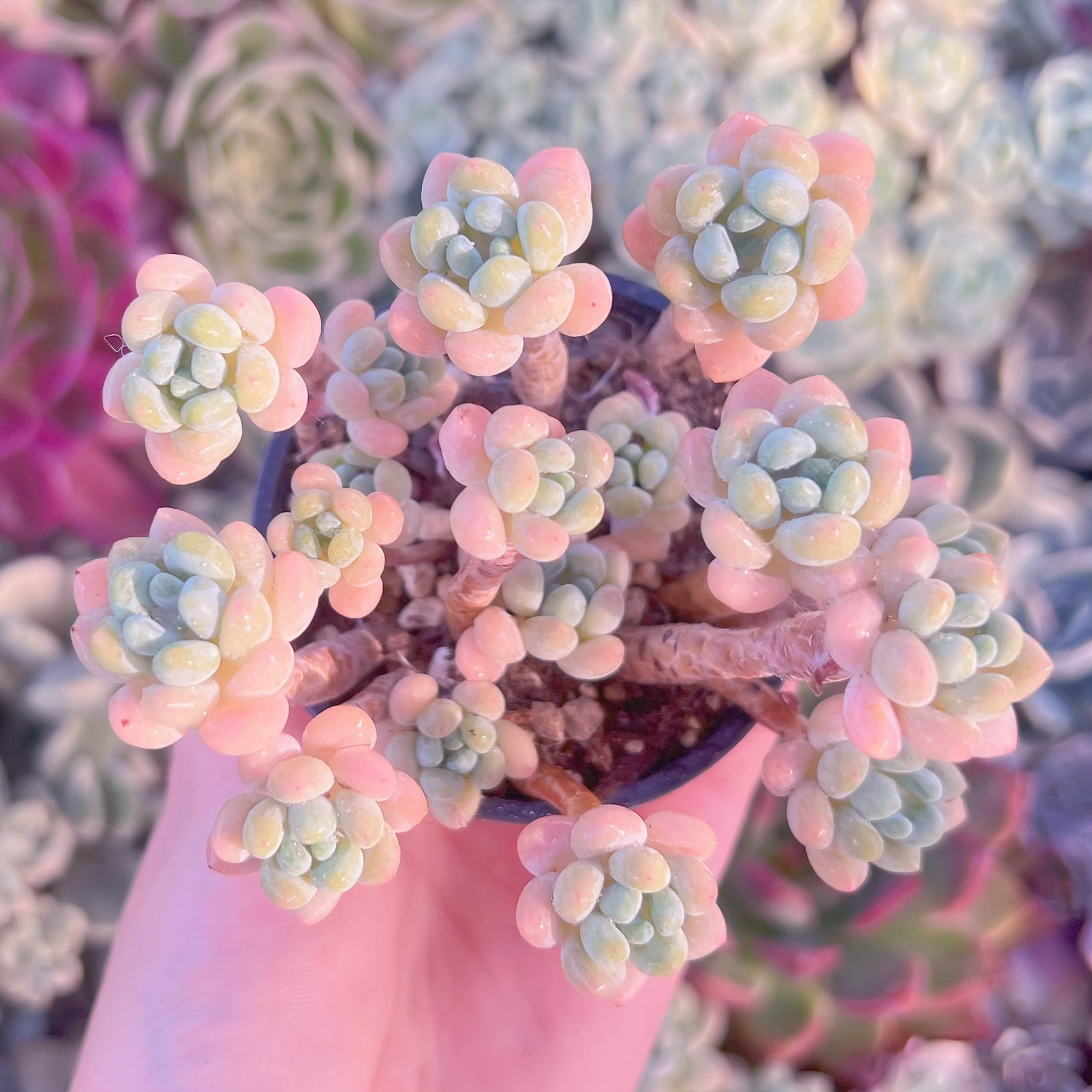 現品　ピンクロココ#F248　るる農園