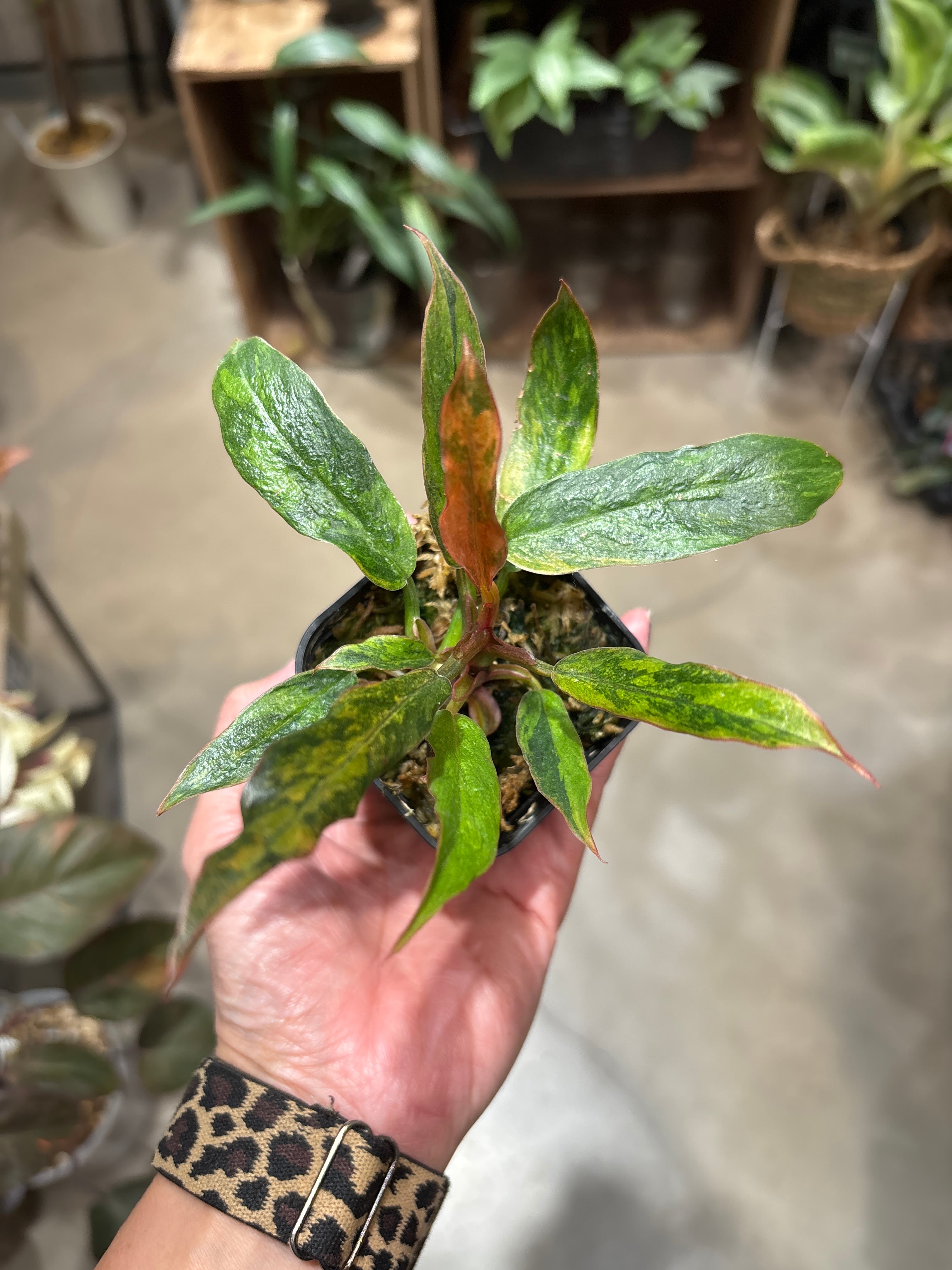 B フィロデンドロン キャラメルマーブル ファイヤータイガー