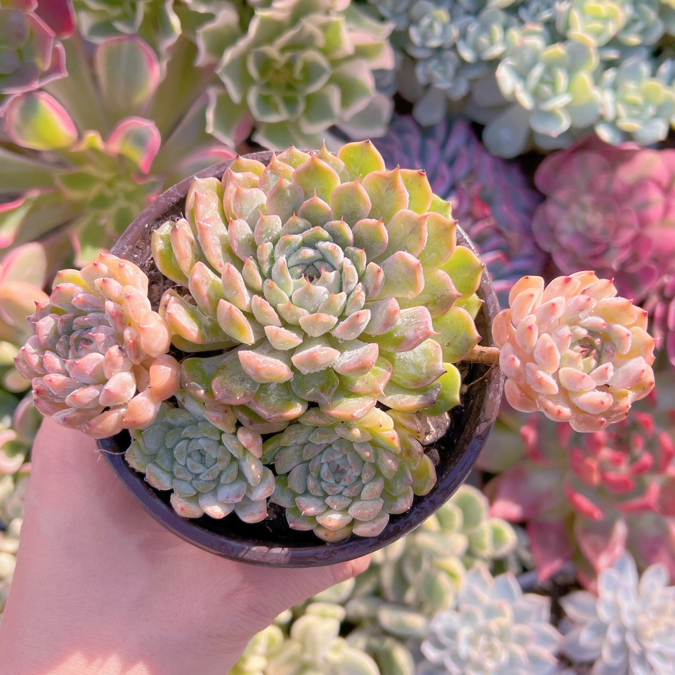 現品　芍薬#801   古株   るる農園