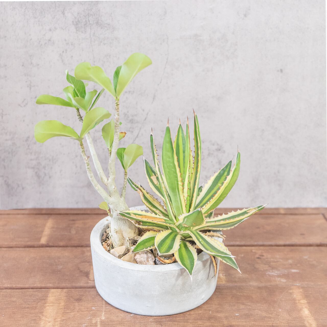 アガベ・五色万代 × アデニウム・オベスム 個性派コンビが生む存在感 手作りモルタル鉢仕立て