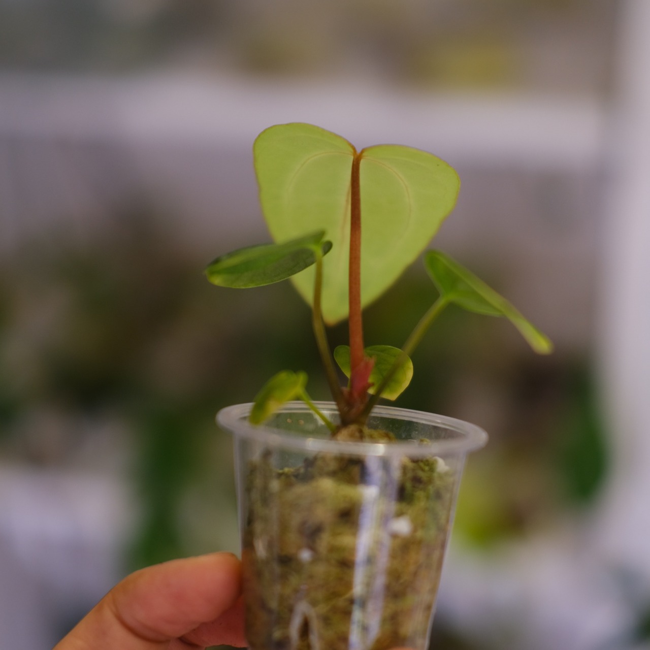 Anthurium Carlablackiae / アンスリウム カーラブラッキー⑲│観葉植物