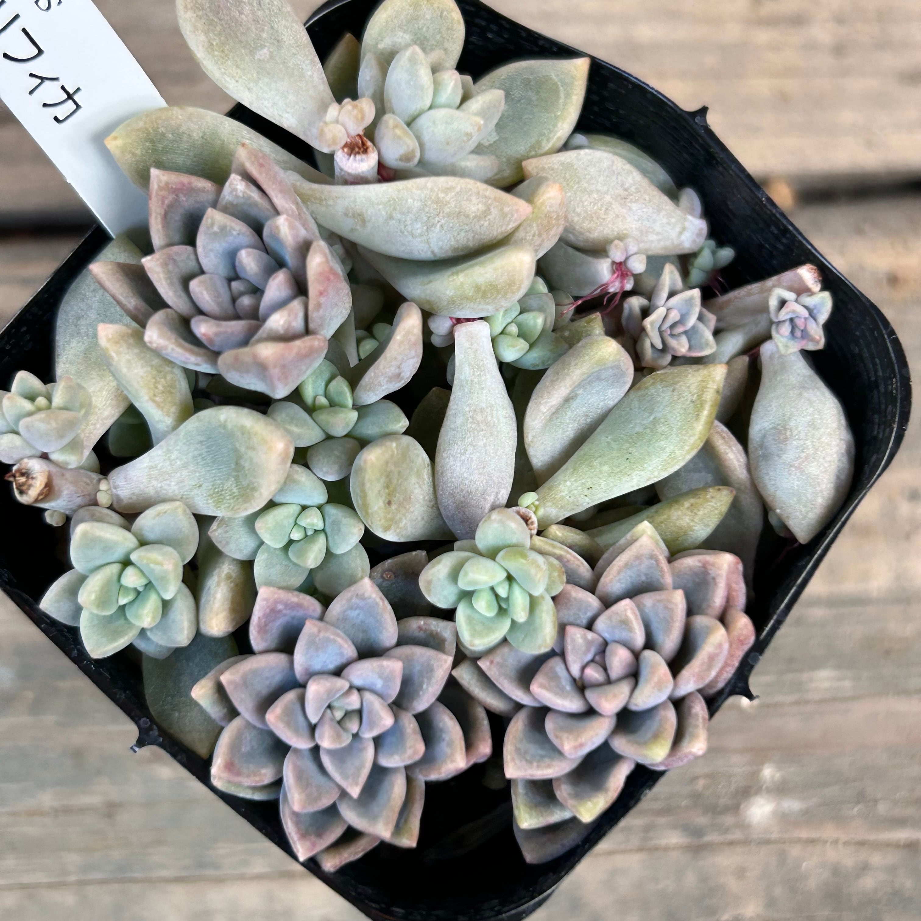 姫秋麗xプロリフィカ | RuPo 多肉植物専門店