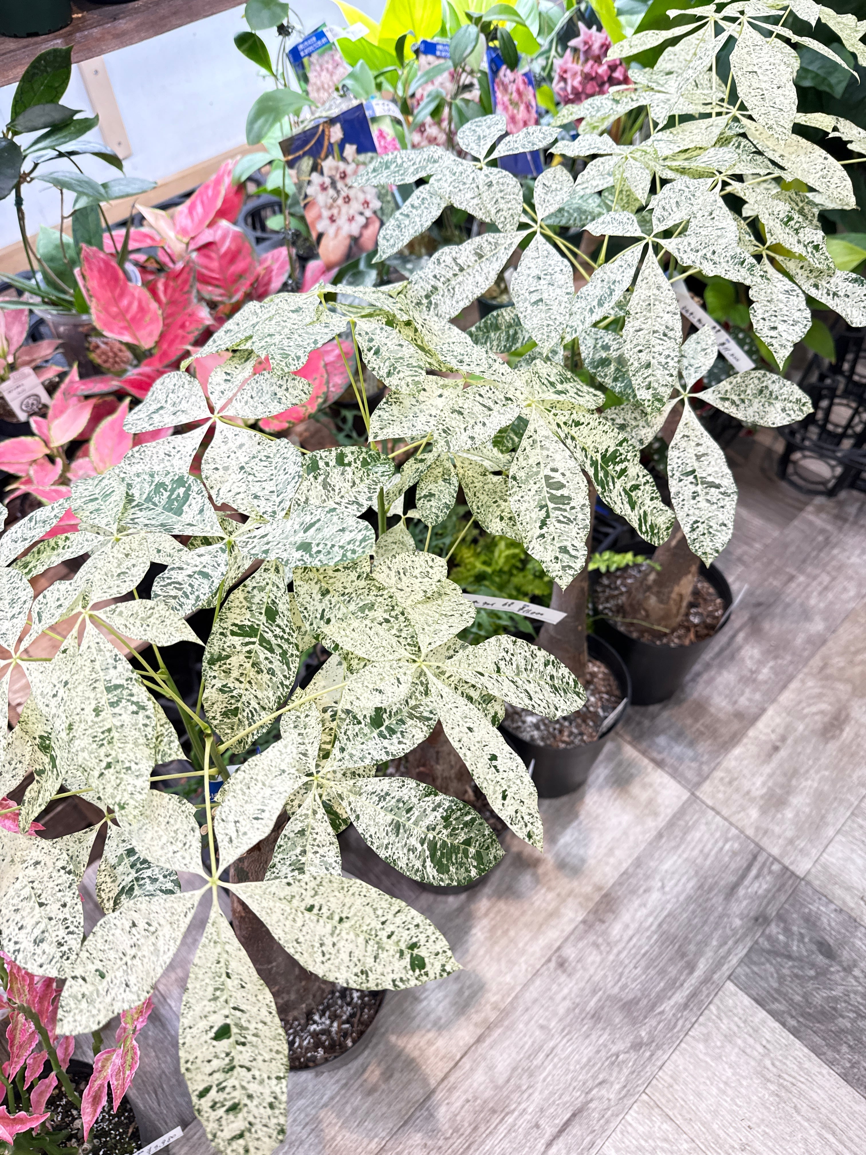 送料無料］6号 パキラ 