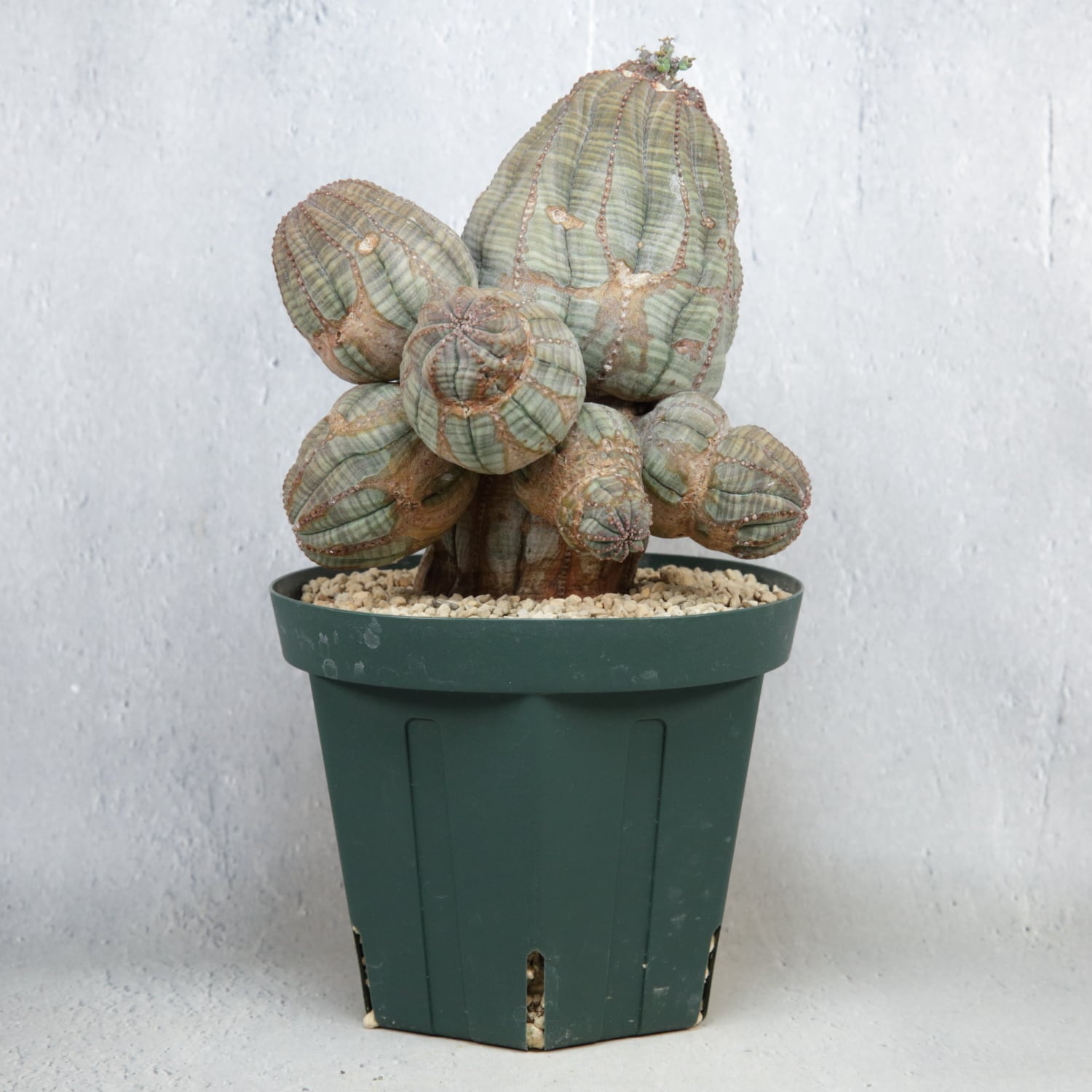 メス株【超厳選株】異型 超大株 最大幅約13.8cm 仔吹き 捻じれ