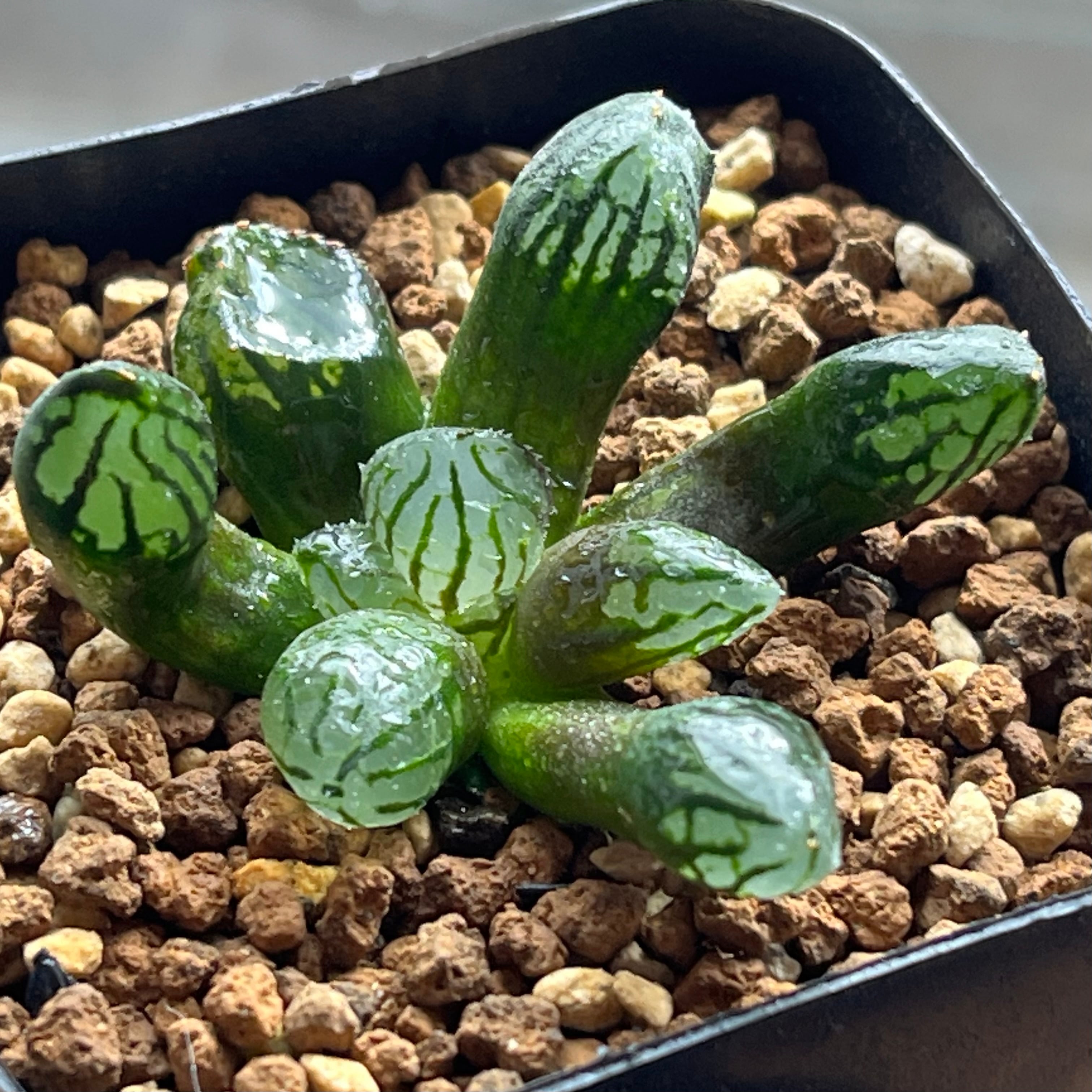 ハオルチア ピグマエアミュータント実生 特異株 | mocono_plants