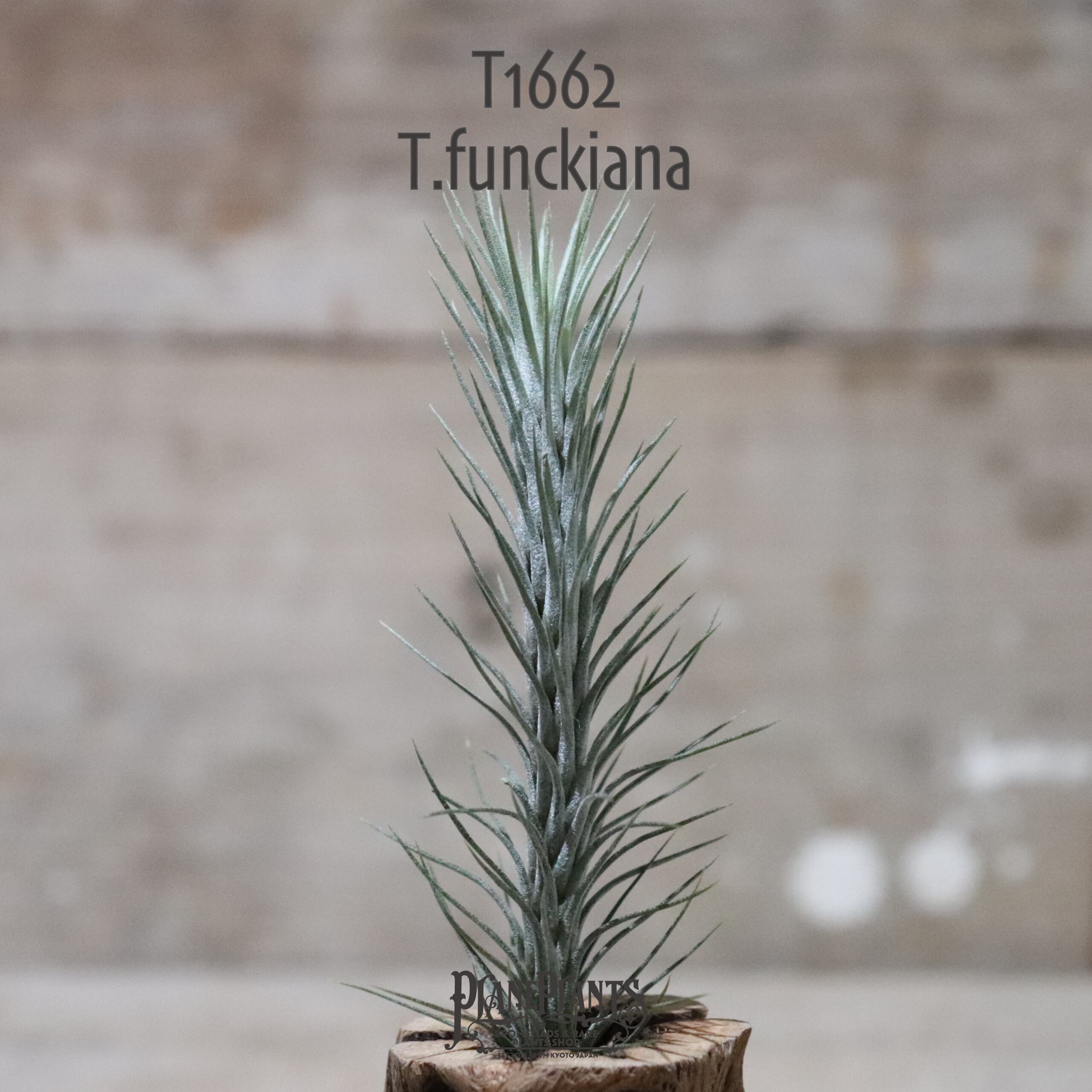 【送料無料】フンキアナ 〔エアプランツ〕現品発送T1662