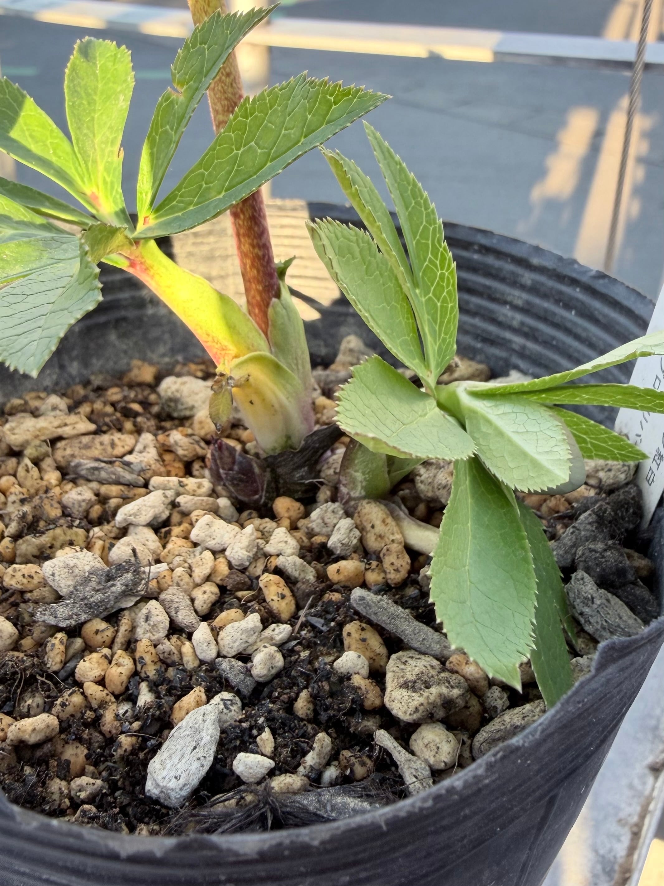 キラメキ☆ 紅白系リバーシブル 加藤農園 クリスマスローズ【ka39