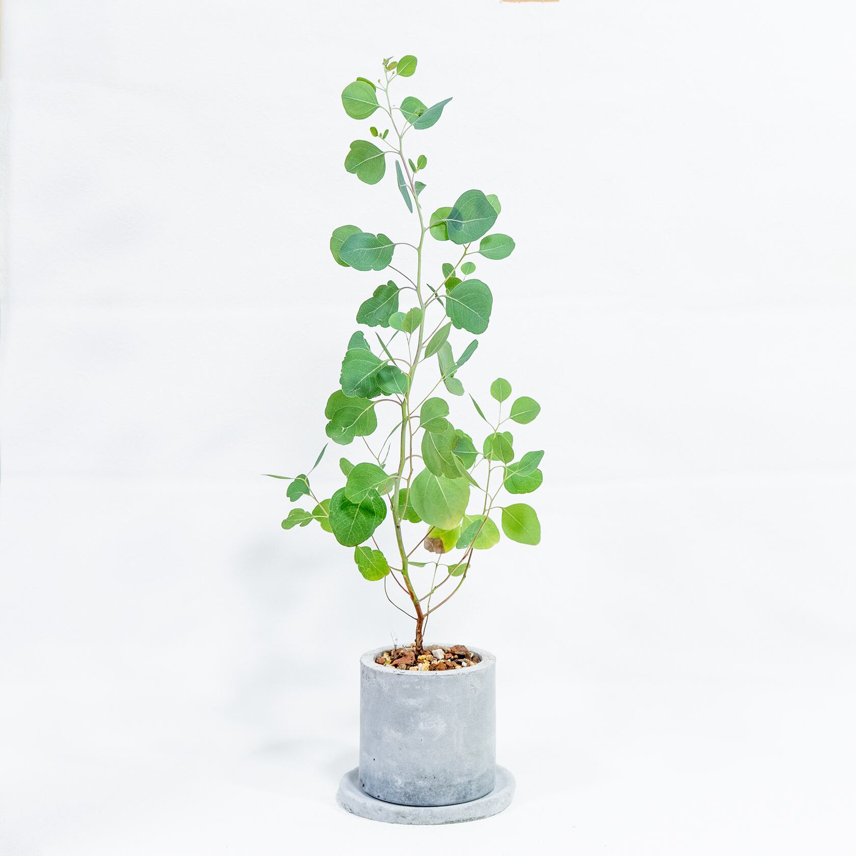 ユーカリ・ポリアンセモス 軽やかな葉姿と無機質な鉢の対比が美しい観葉植物