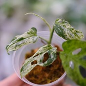 Monstera adansonii Mottled / モンステラ アダンソニー ミント⑨ / 観葉植物<育て方・花言葉>