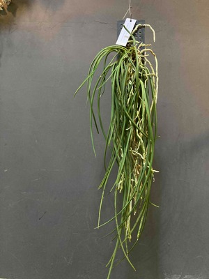 セイデンファデニア・ミトラタ