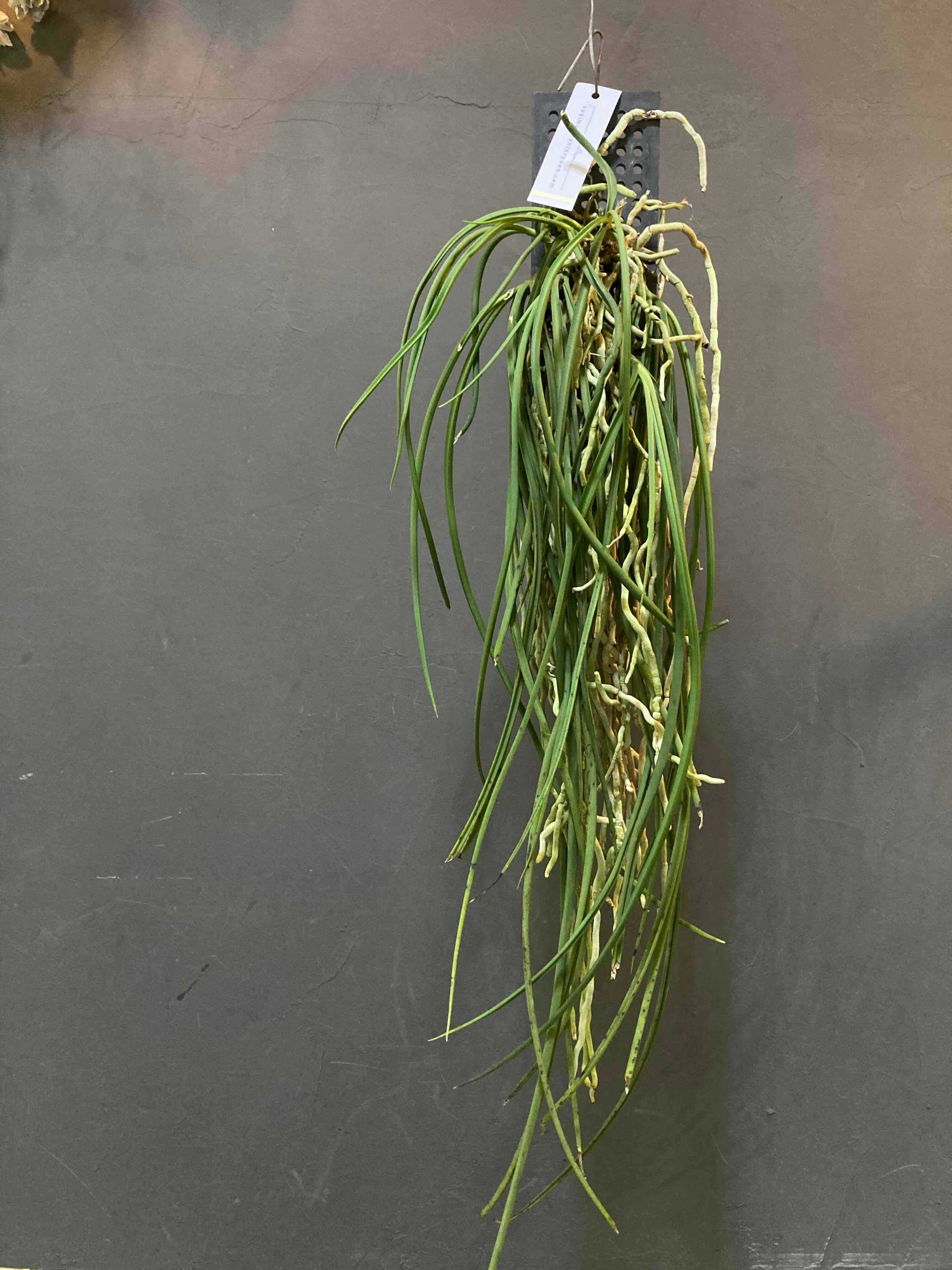 セイデンファデニア・ミトラタ