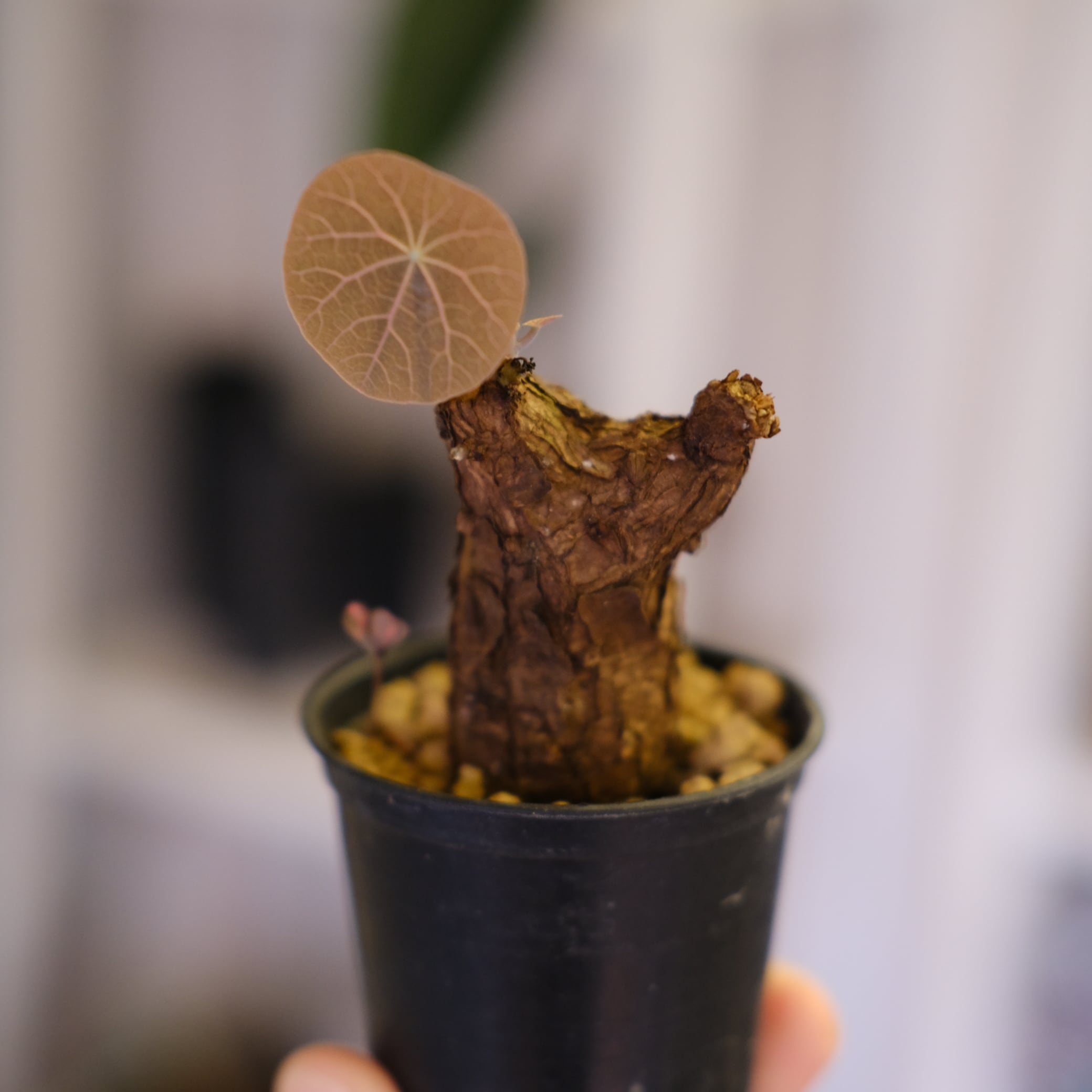 ステファニア / Stefania | tokyoplants (トーキョープランツ)｜希少な