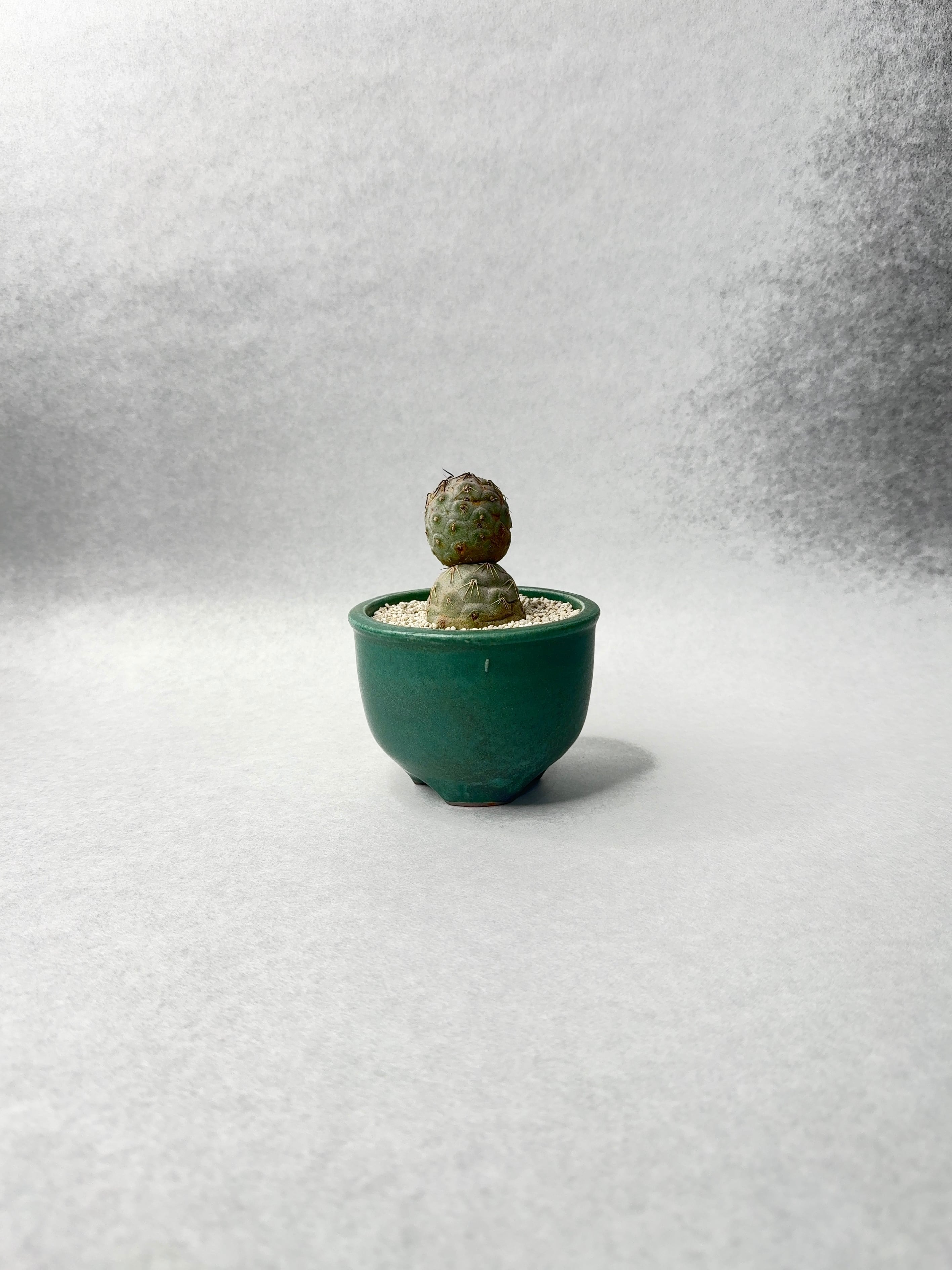 テフロカクタス　ゲオメトリクス　極上株　作家鉢 テフロカクタス ゲオメトリクス 極上株 作家鉢 テフロカクタス