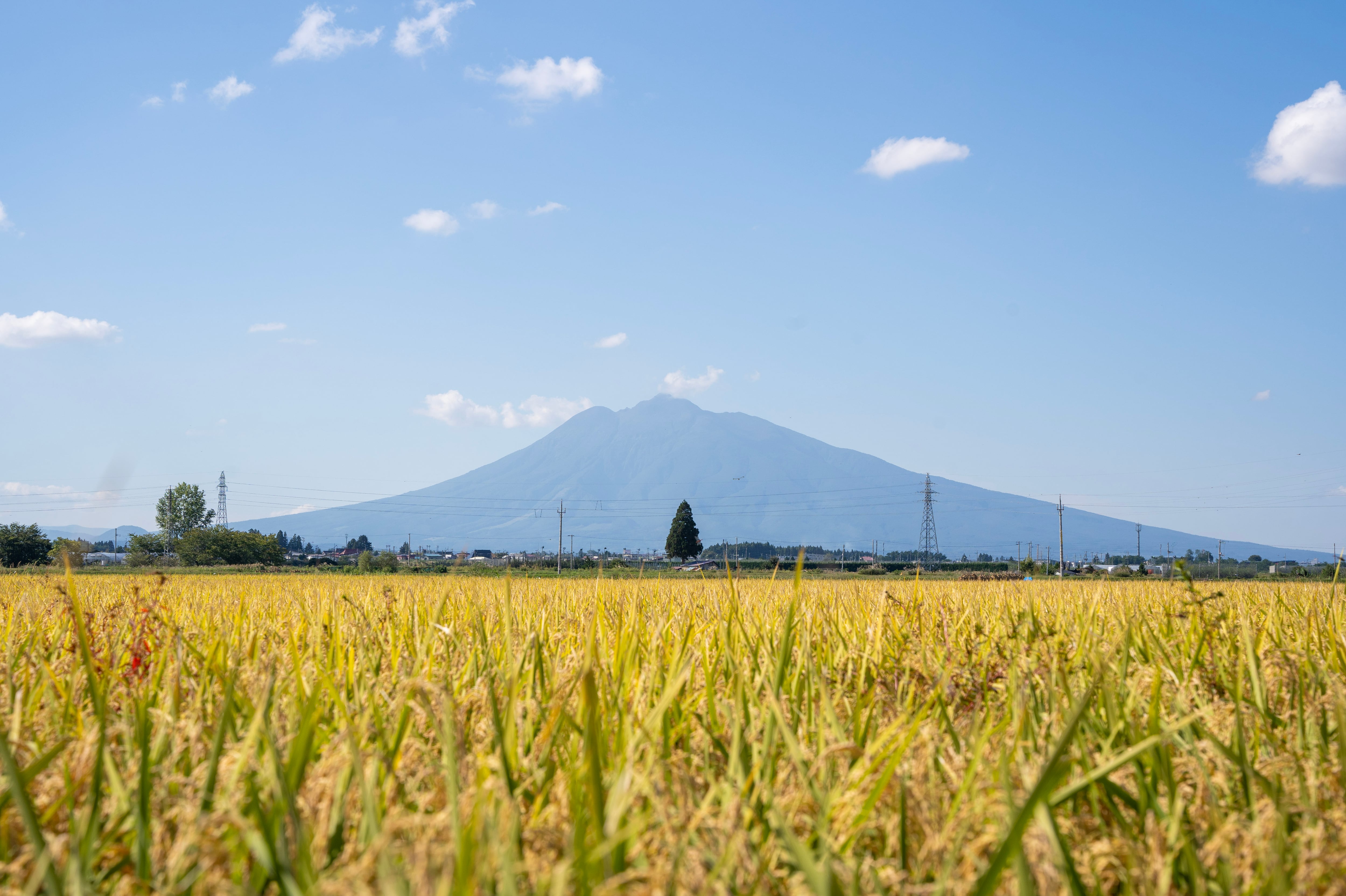 定期便　毎月1回お届け　特別權之丞米【減農薬はれわたり】白米10kg
