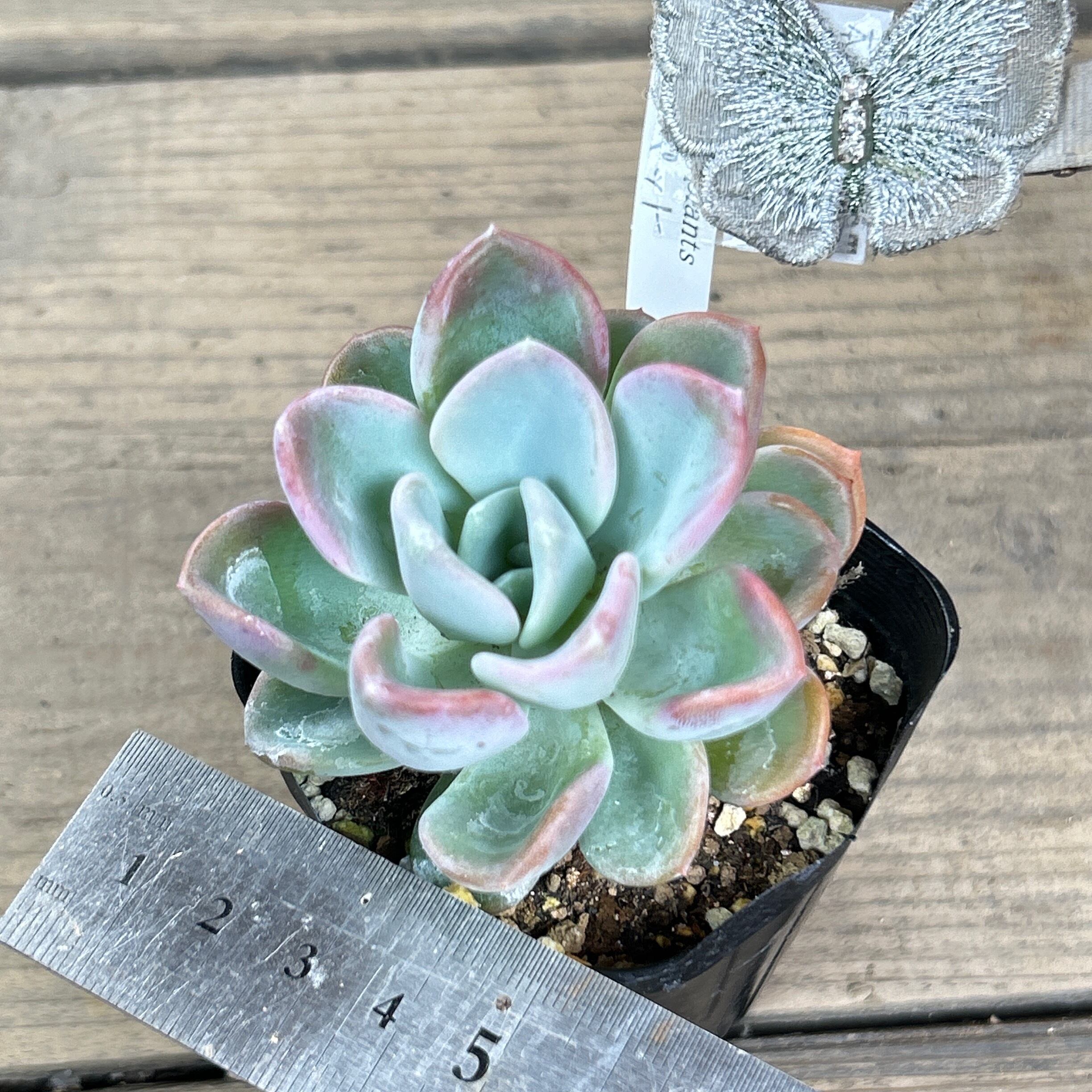 多肉植物^o^  オルペット オルペットの成長記録💗💛｜🍀GreenSnap（グリーンスナップ）