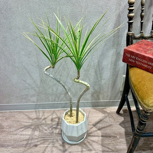 一点もの【コンシンネ・ホワイトレインボー】｜観葉植物｜ドラセナ｜陶器｜初心者おすすめ