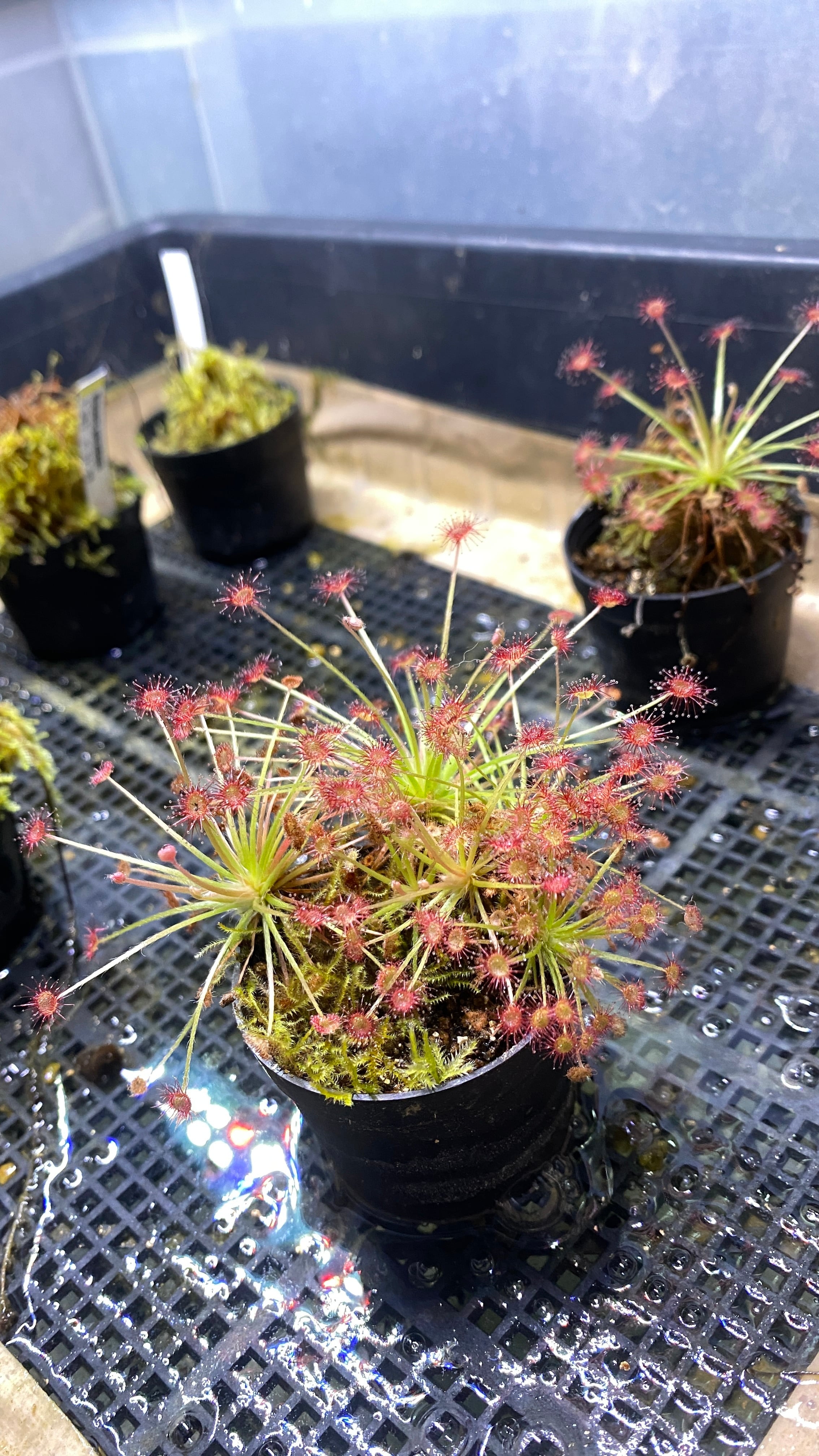 ドロセラパラドクサ Drosera paradoxa 5株個体 | 栽培苔と苔テラリウム