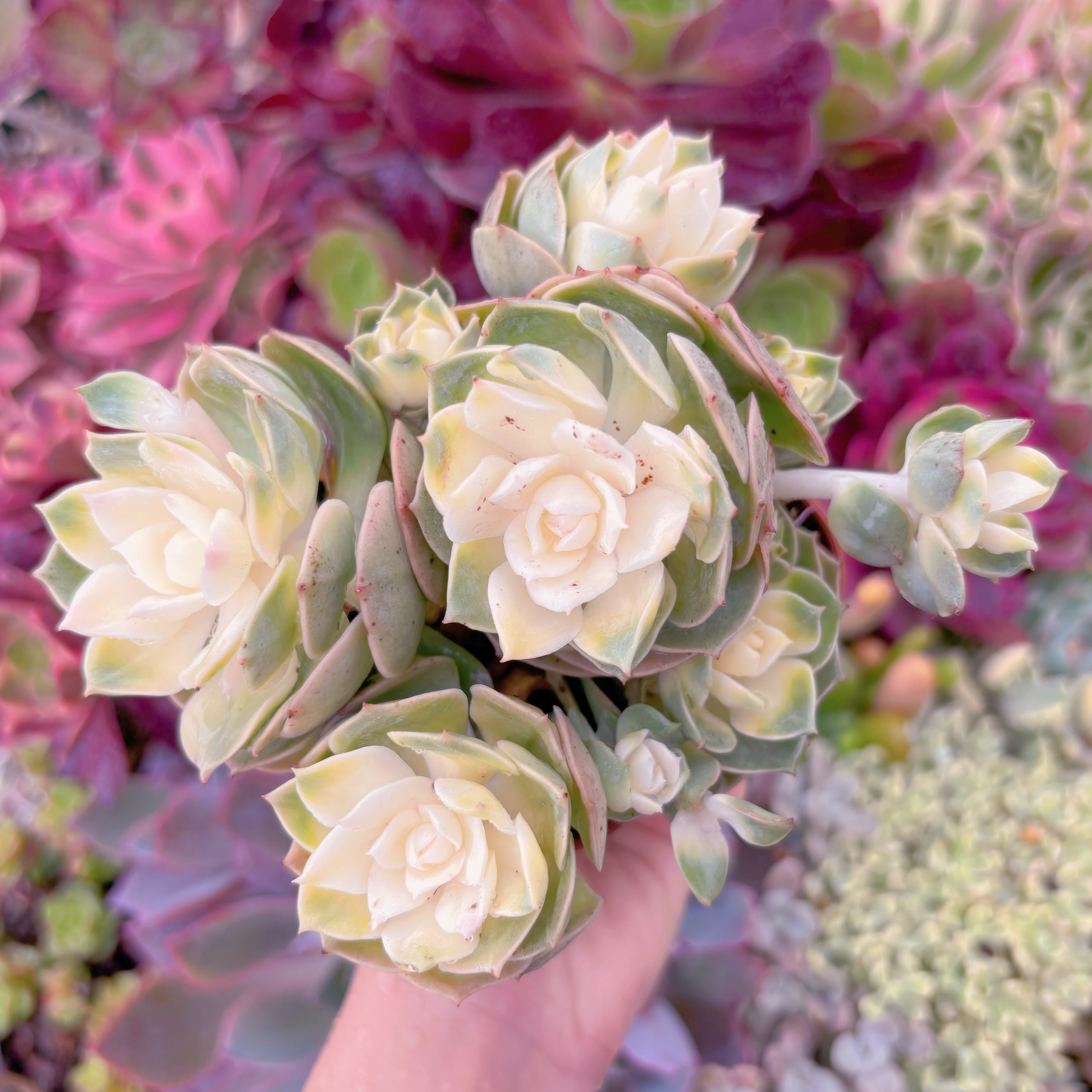 現品　イタリアローズ錦#907　るる農園