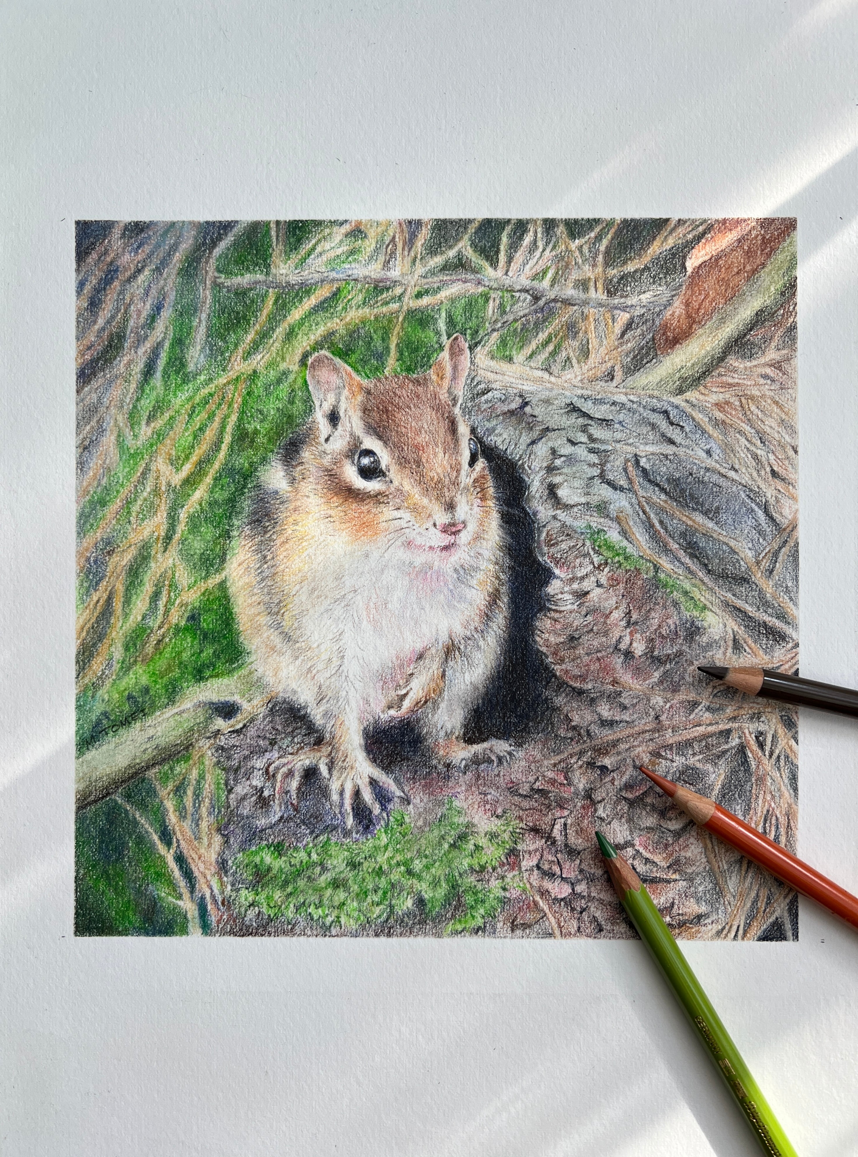 シマリス(色鉛筆画） | Pay ID