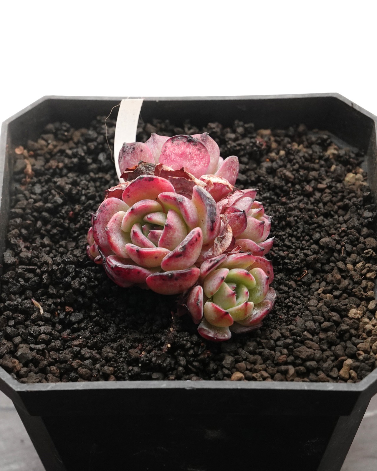 カット苗 ラウレンシス 3～4頭群生 Echeveria 'Laulensis'