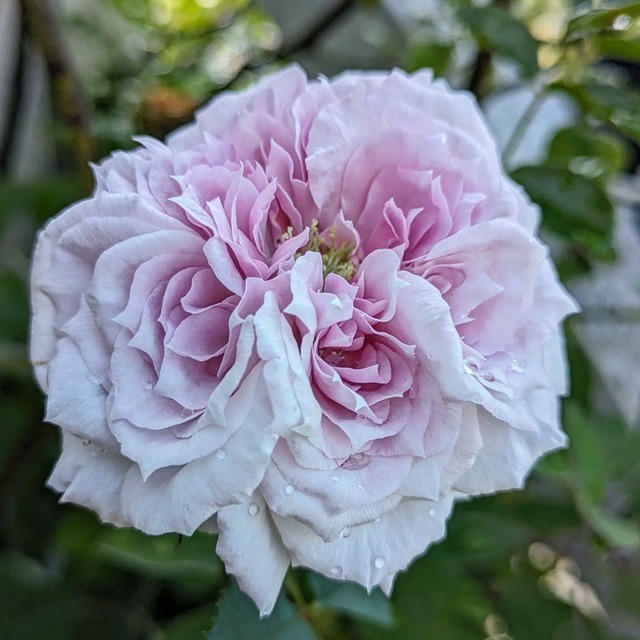 リパルティール