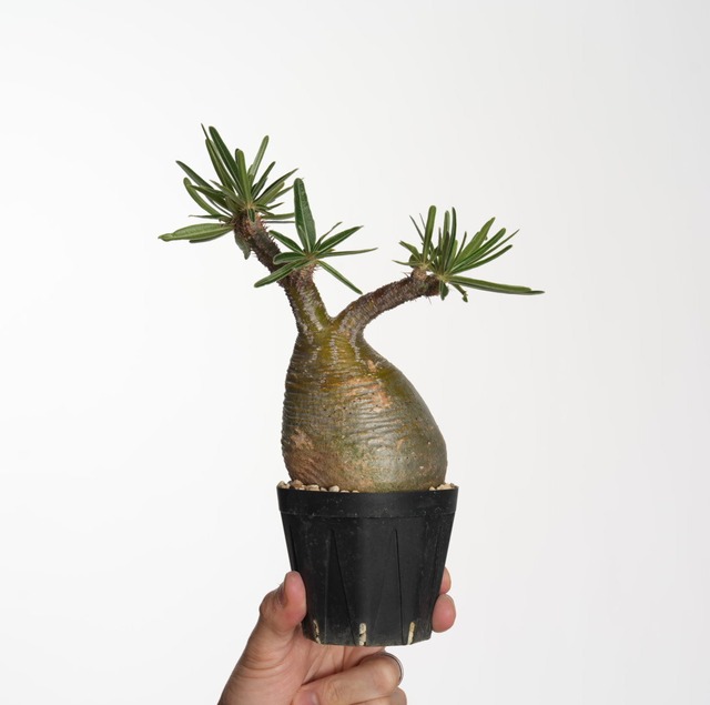 パキポディウム グラキリス no.7〈発根済み〉