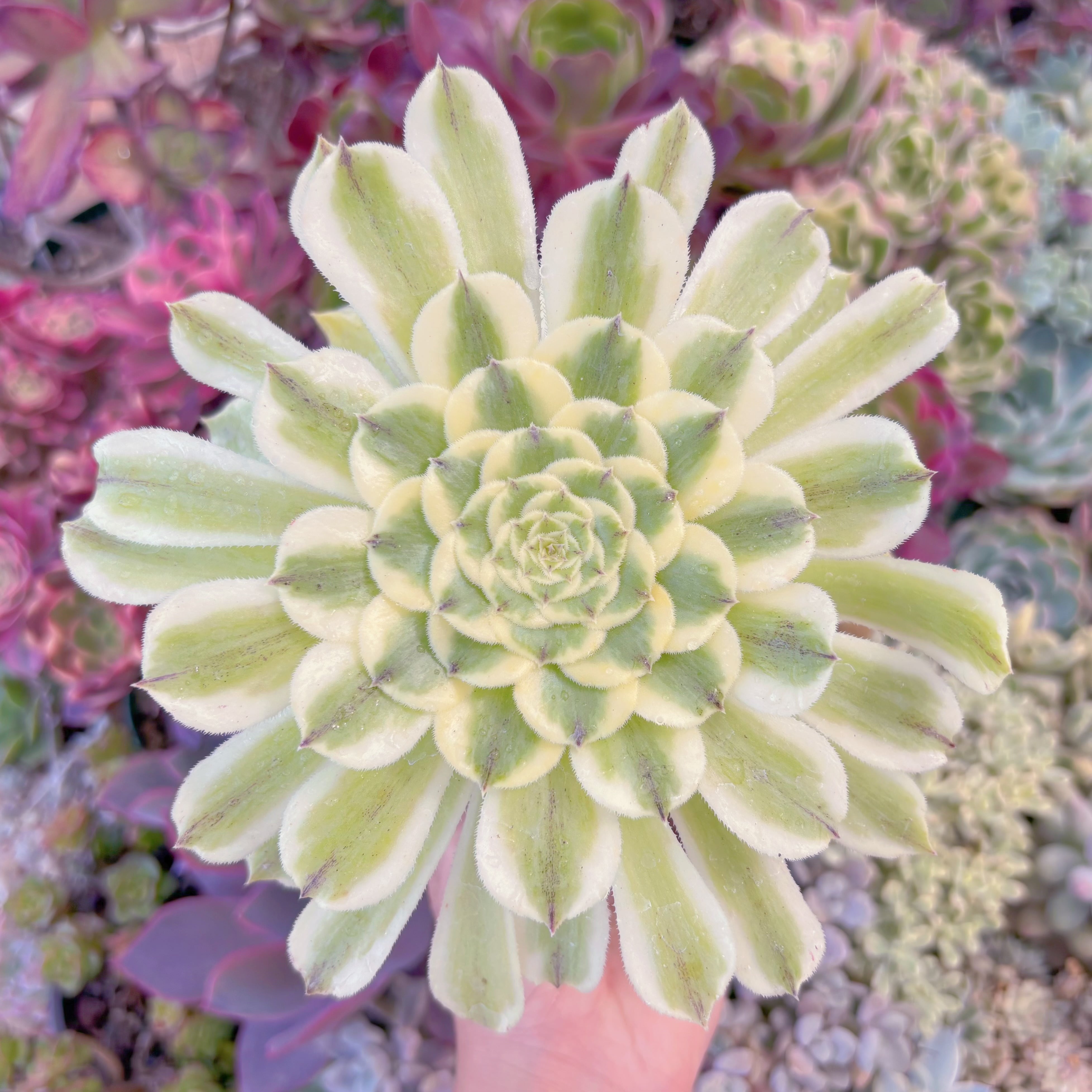 現品　碧浪#549　るる農園