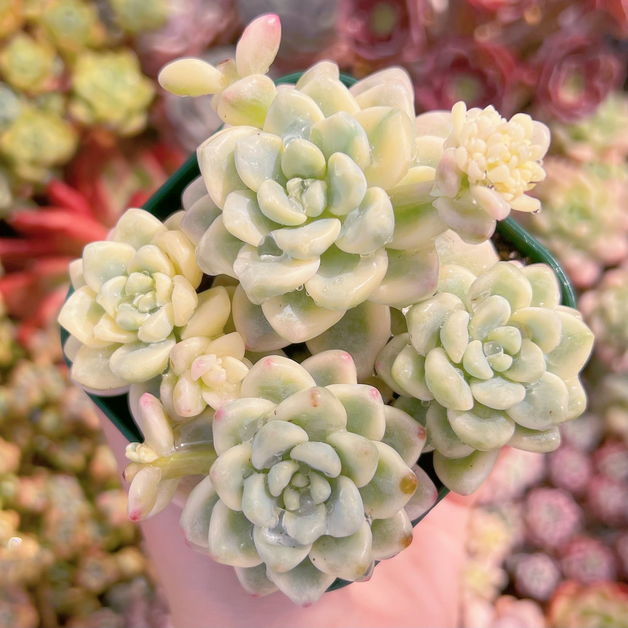 現品　ラウル錦#013　新入荷　るる農園