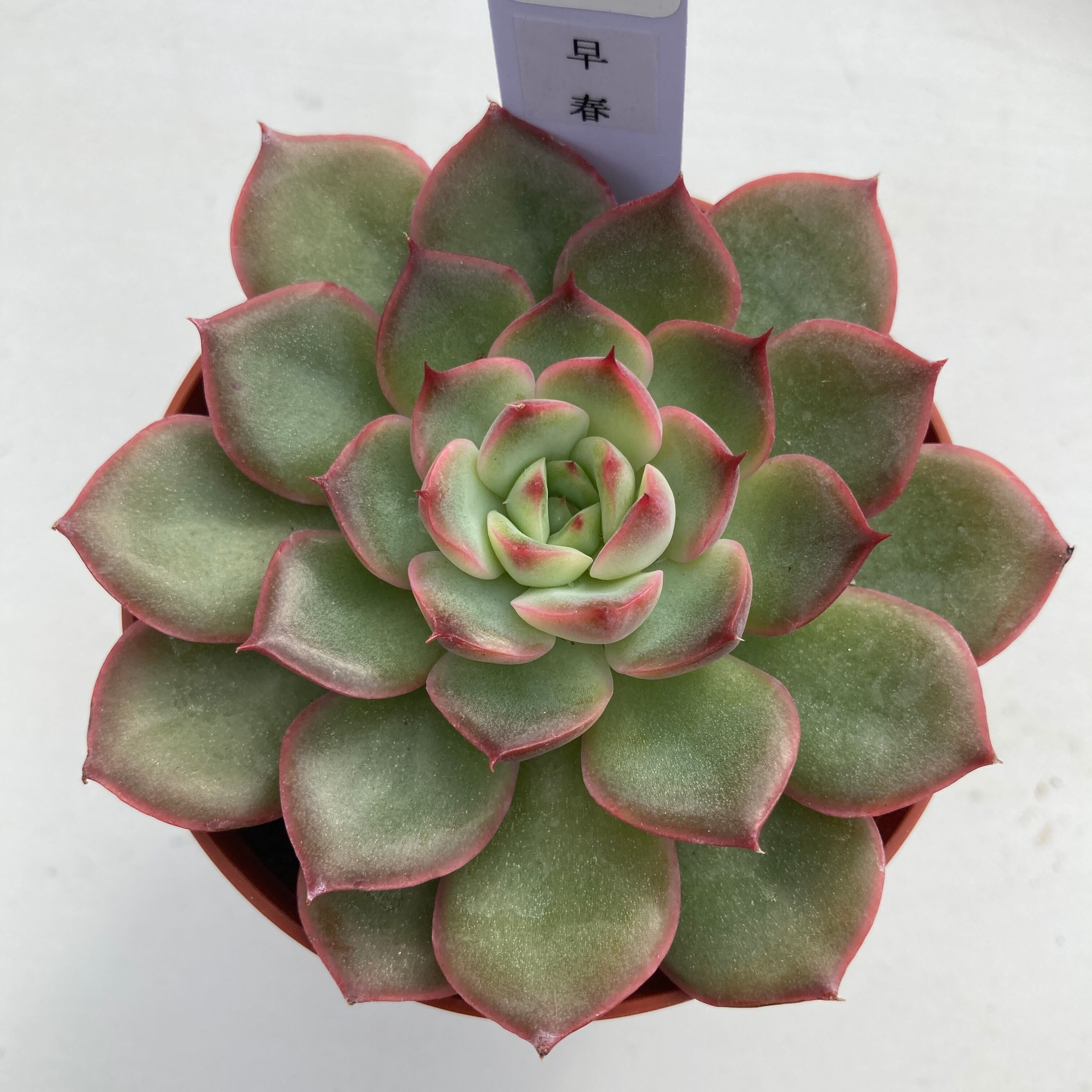 コウケントー 第83号 家庭用 光線治療器 黒田製作所 (E1076swxY)