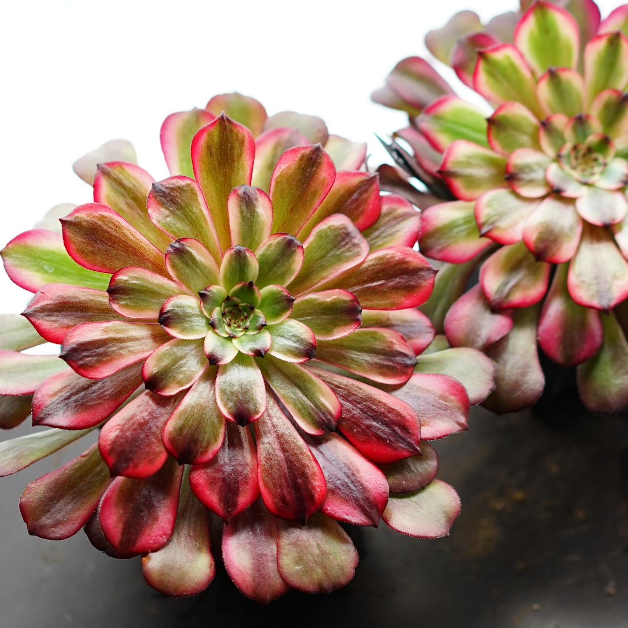 抜き苗 アエオニウム マギー Aeonium 'Maggie'