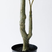ウンベラータ 180㎝［人工観葉植物・フェイクグリーンT］