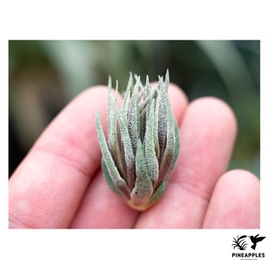 Tillandsia sprengeliana (Red Fine Leaf)