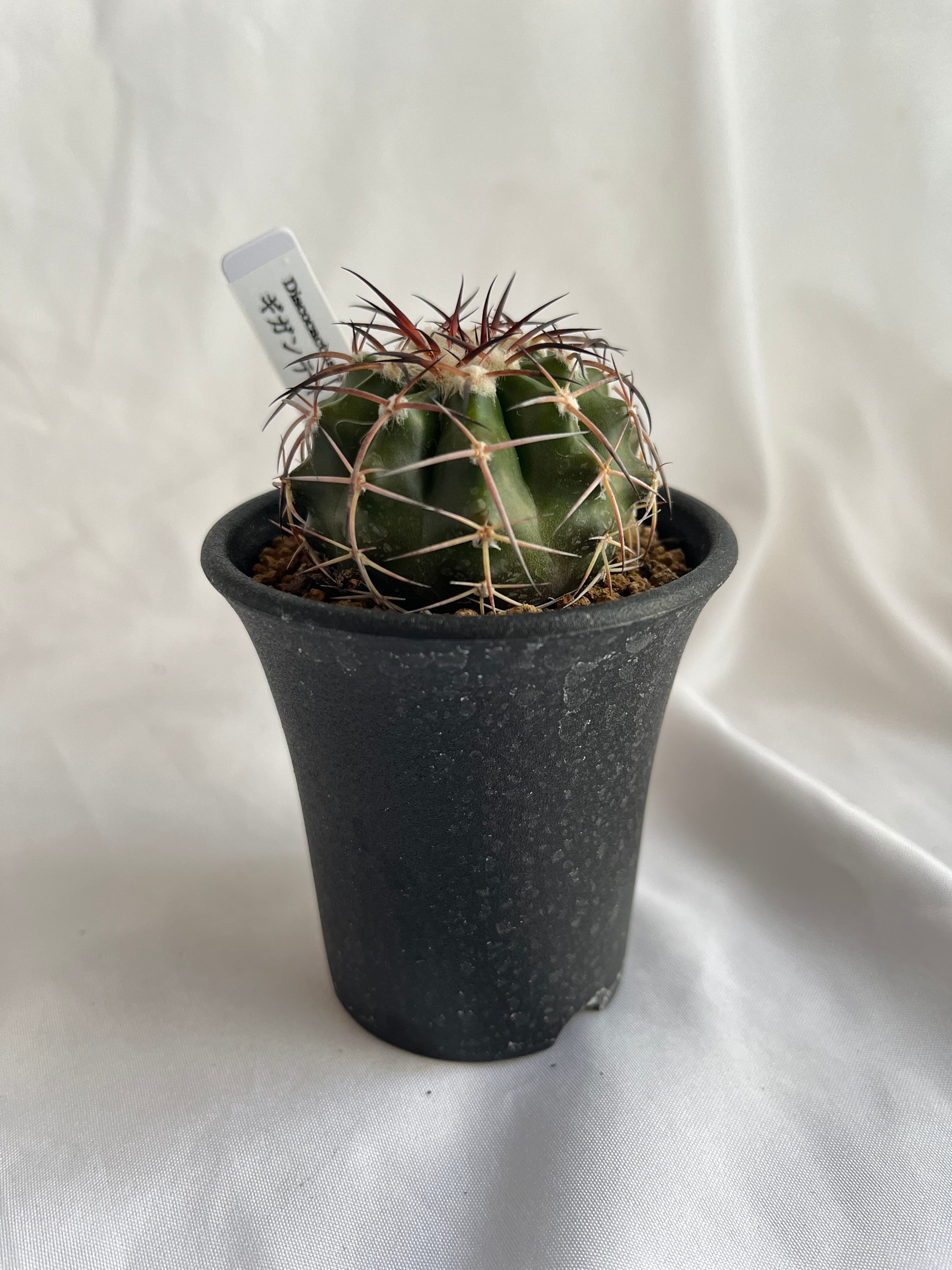 Discocactus gigantea　ディスコカクタス　ギガンティア　サボテン | plants MARU ー  多肉植物・サボテン・園芸グッズのお店 ー powered by BASE