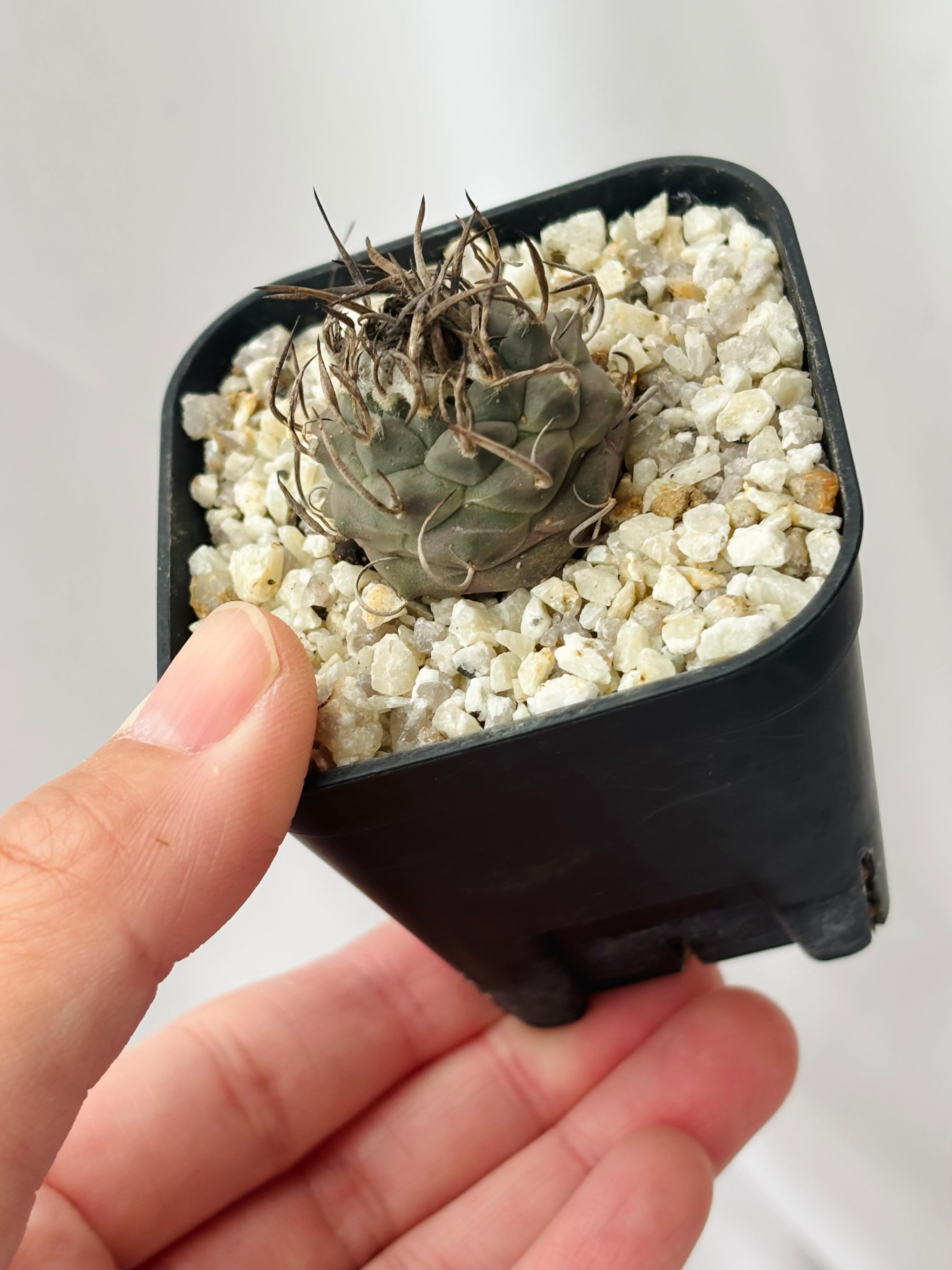 Turbinicarpus Schmiedickeanus ツルビニカルプス 昇竜丸 サボテン