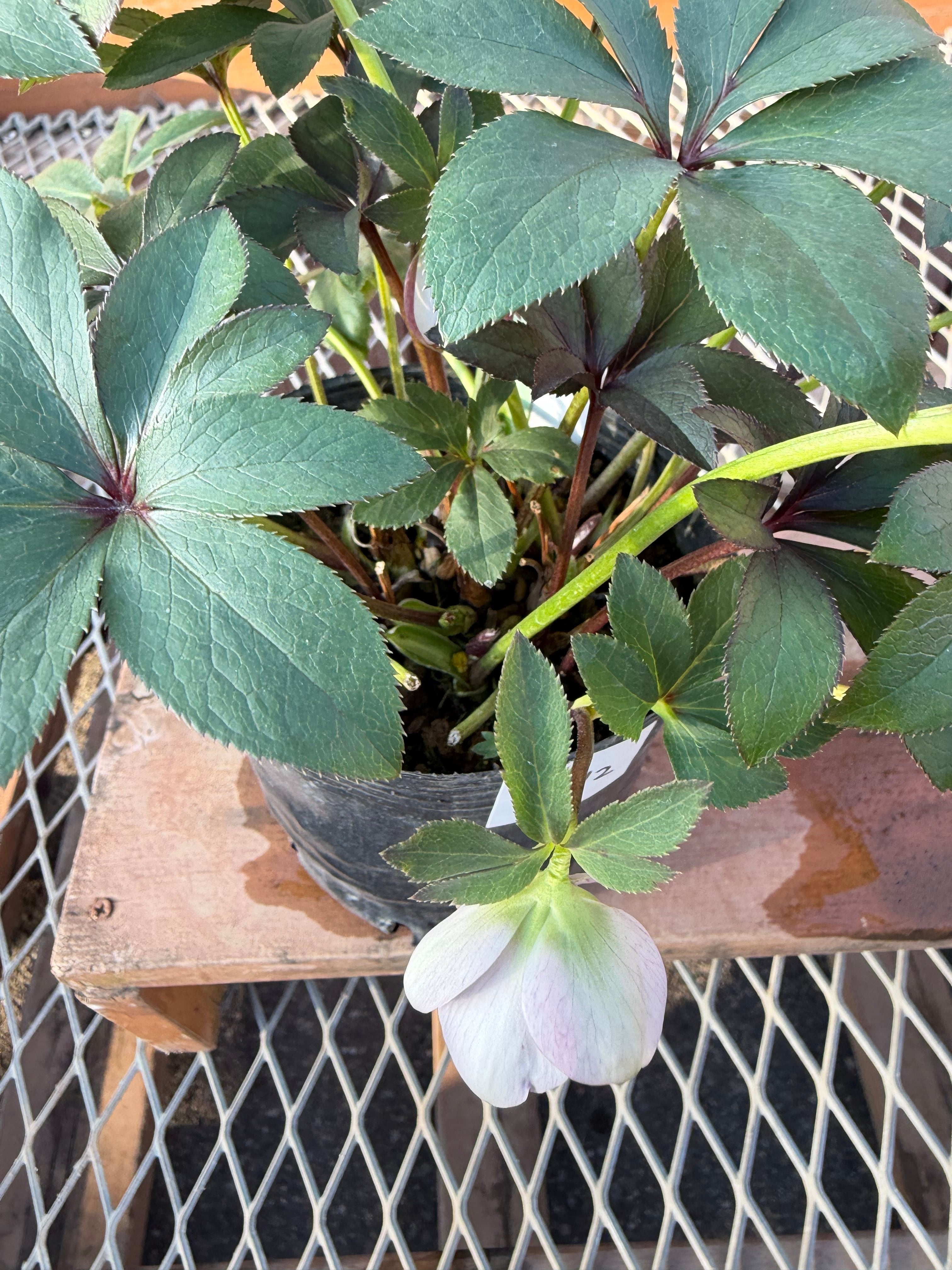 ポーセリンhyb. 大木ナーサリー ※蕾無し特価 クリスマスローズ【Og12