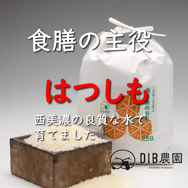 【令和5年度】西美濃のお米  はつしも　5kg