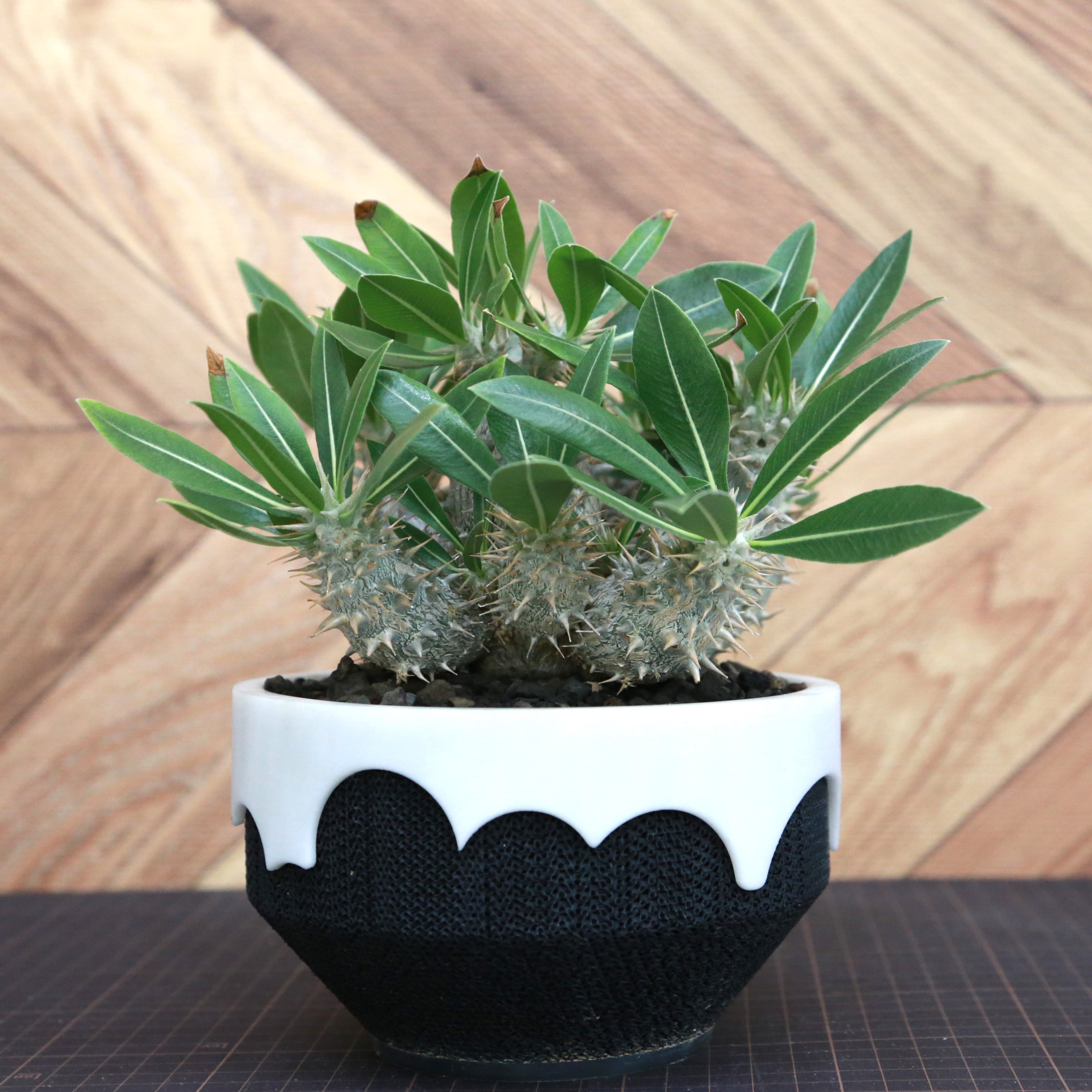 パキポ祭り「パキポディウム・ロスラーツム」実生　超大株　その7 Pachypodium Rosulatum パキポディウム ロスラーツム / 実生・大株（低