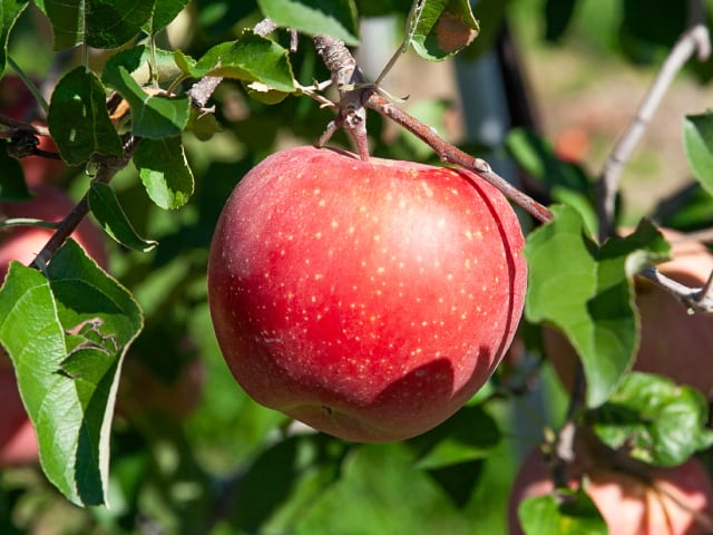 サンふじ ご家庭用 約10kg | 信州中野 荻原農園