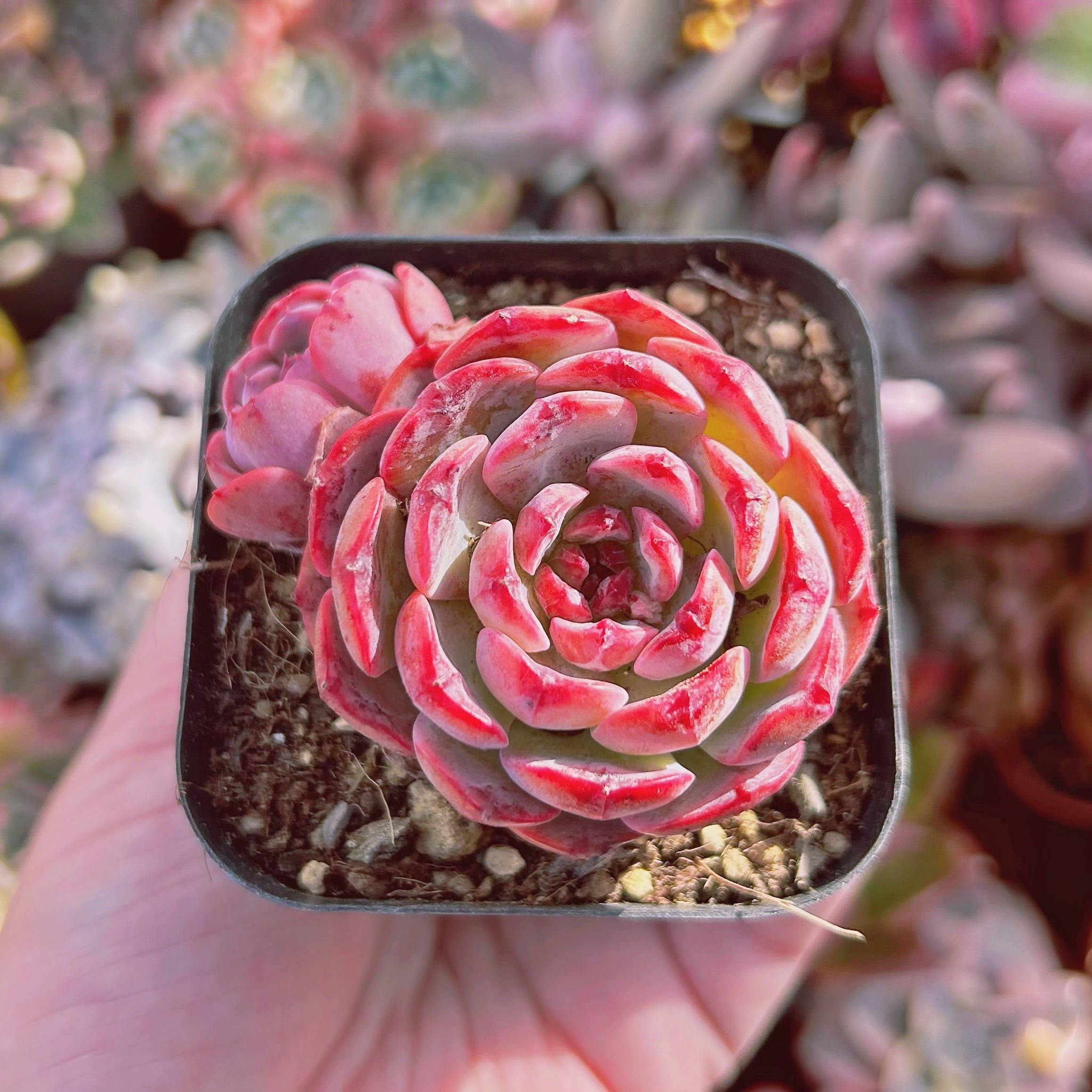 #293現物　多肉植物　ピュアフェス