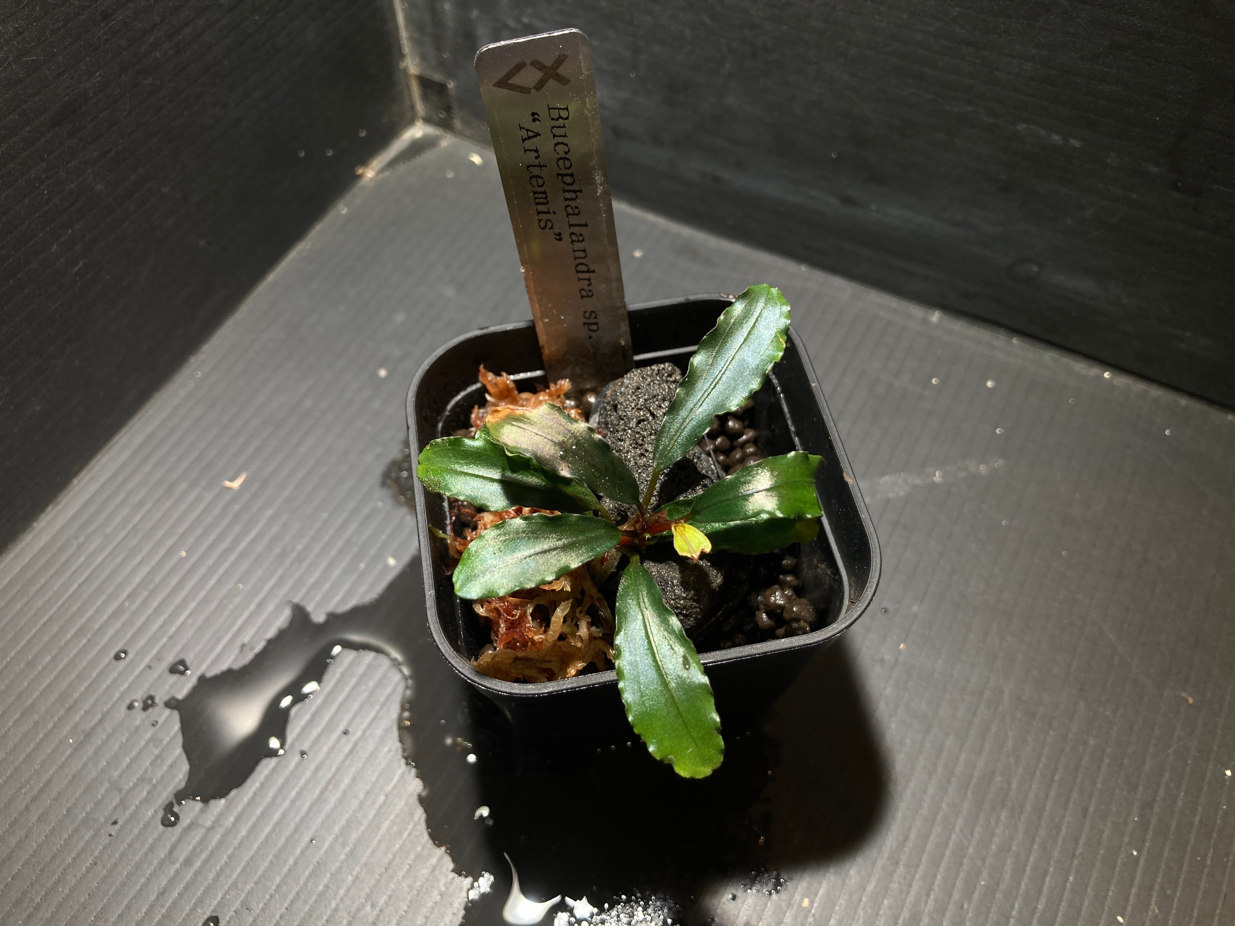 ブセファランドラ | AquaFocus