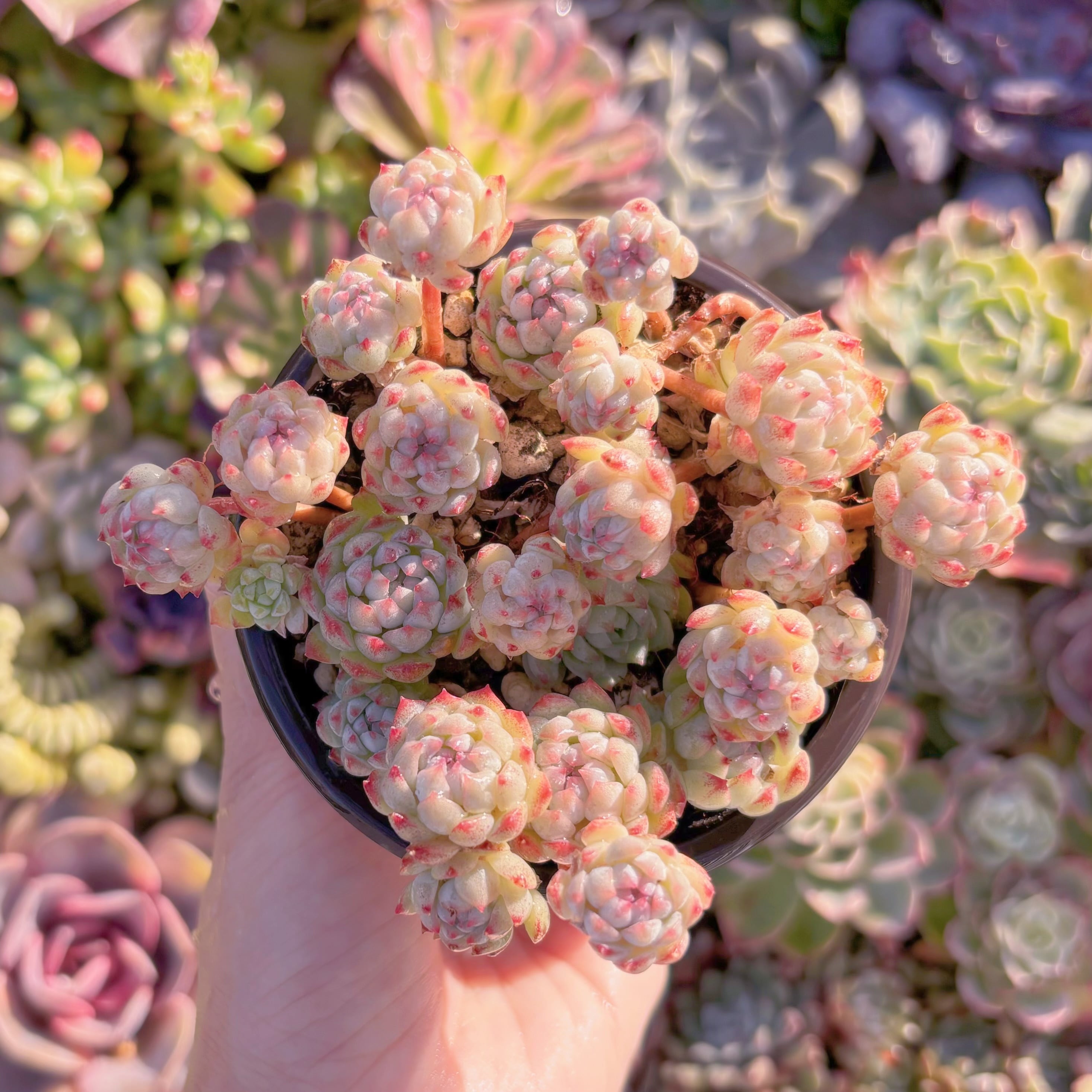 現品　グロブローサxブルーミニマ#M203　群生　新入荷　るる農園