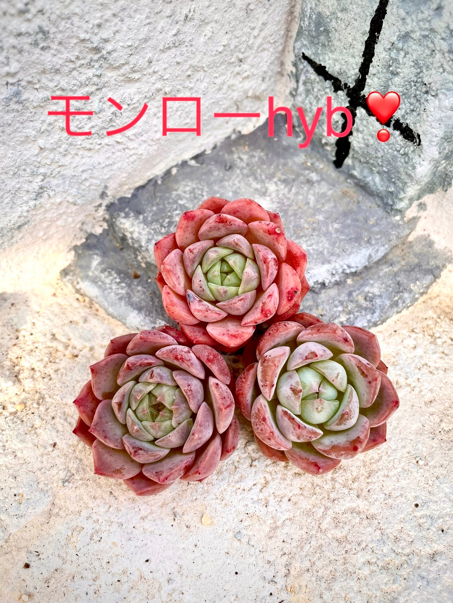 新入荷 モンロー系 紅顔 多肉植物 韓国苗ガーデニング - 植物/観葉植物