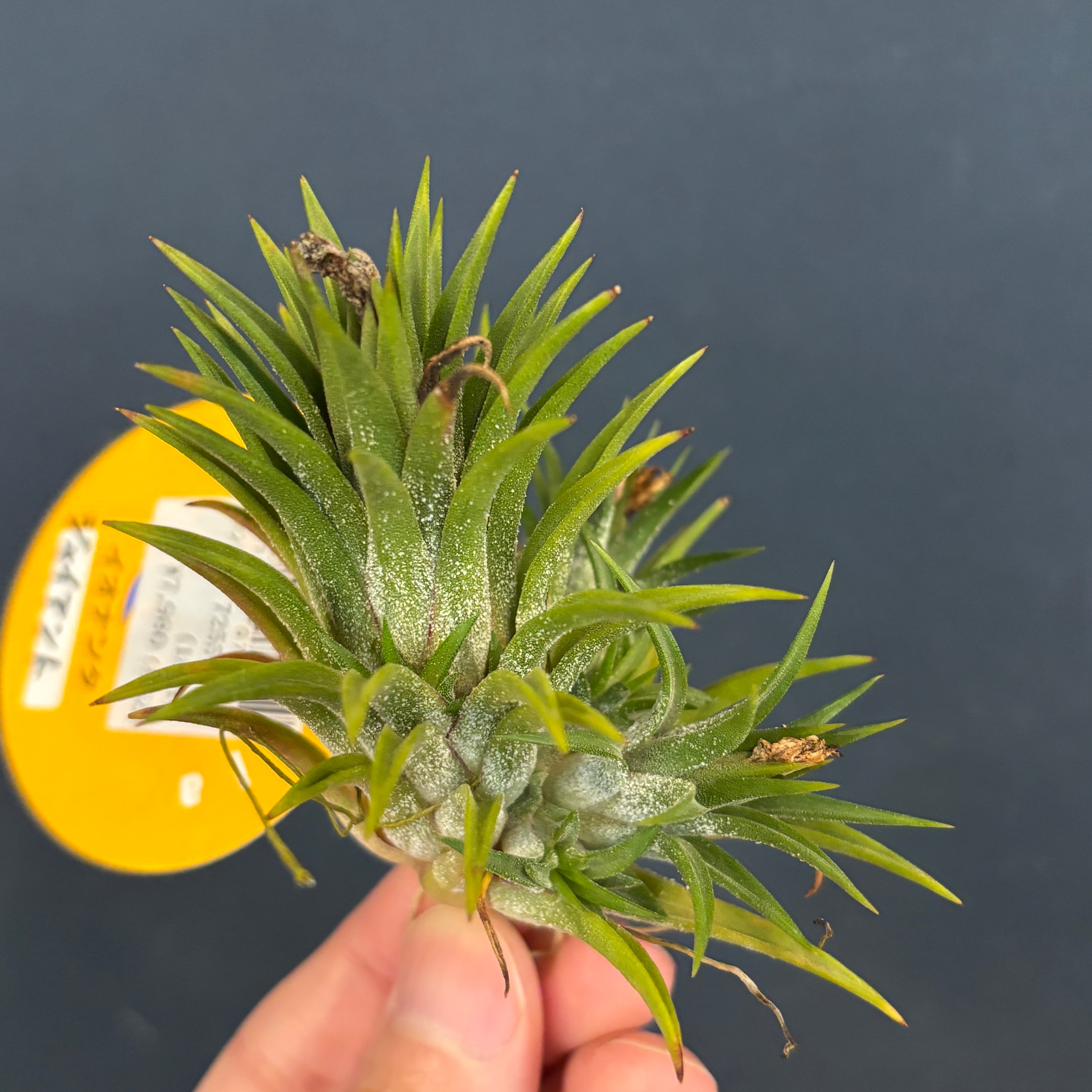 Tillandsia gardneri var. rupicola (Compacta, Lavender Petal Ex