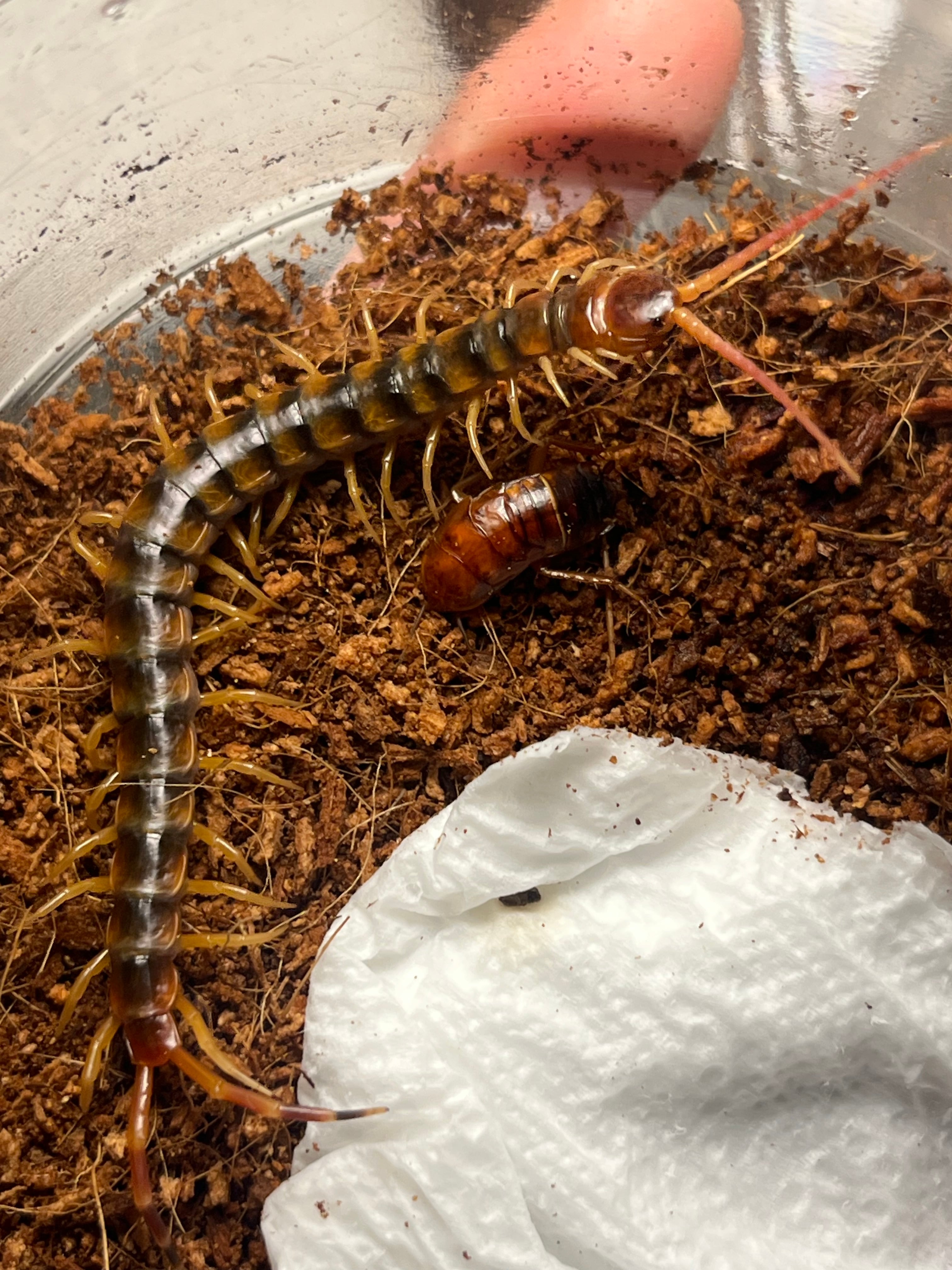 ファルコンゴールドセンチピード Scolopendra gigantea gold全長8cm程