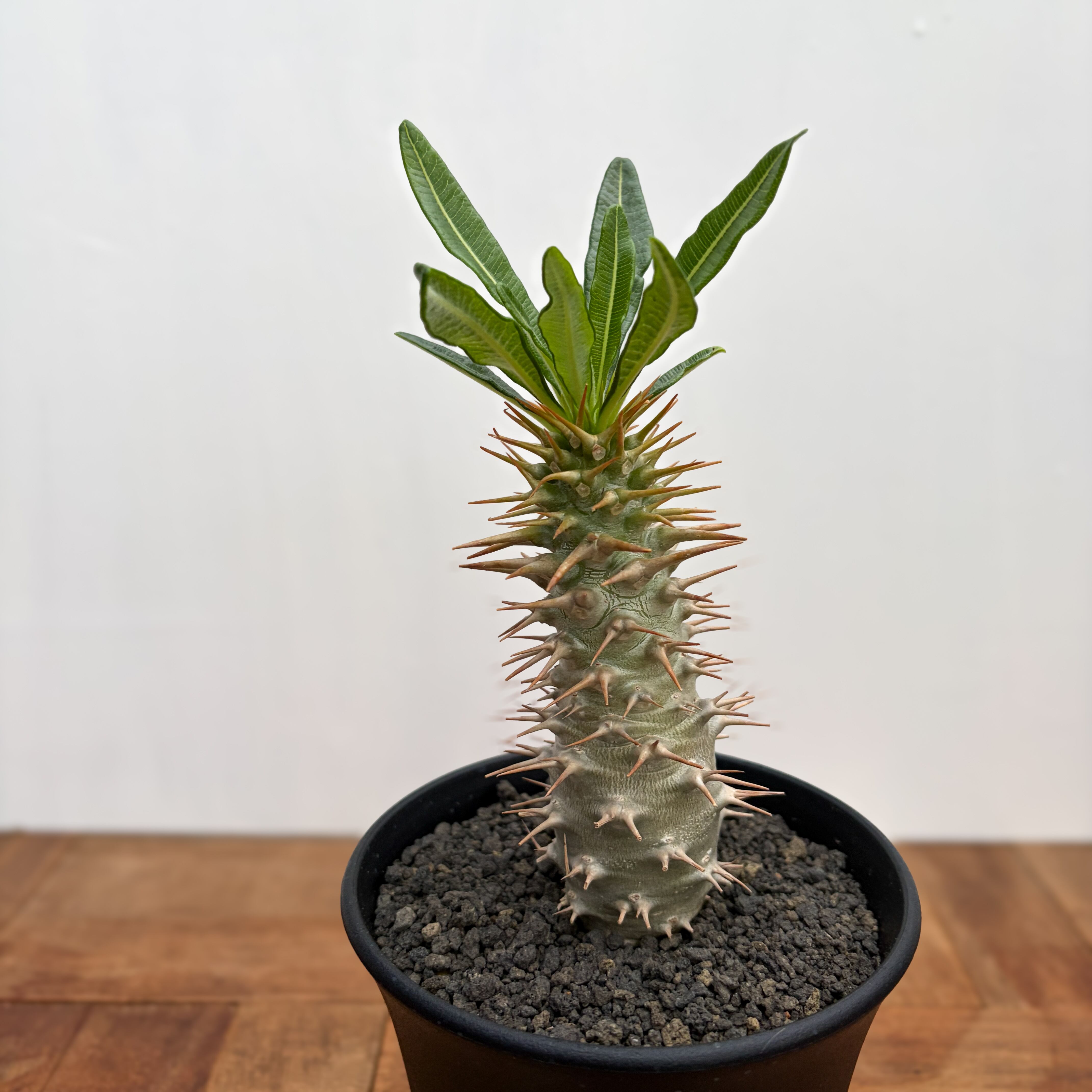 Pachypodium ambongense【パキポディウム・アンボンゲンセ・実生