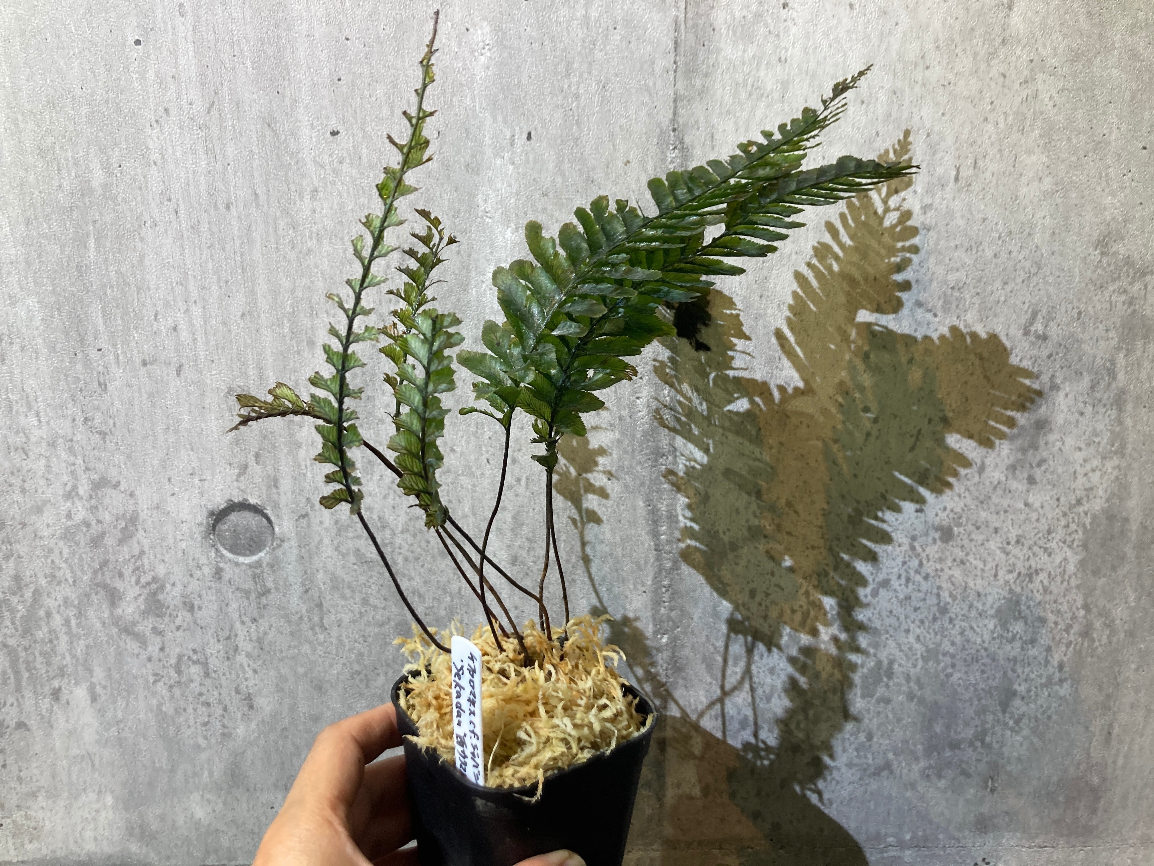 Bucephalandra sp.Kedagang Pink Variegata（ブセファランドラsp.クダ
