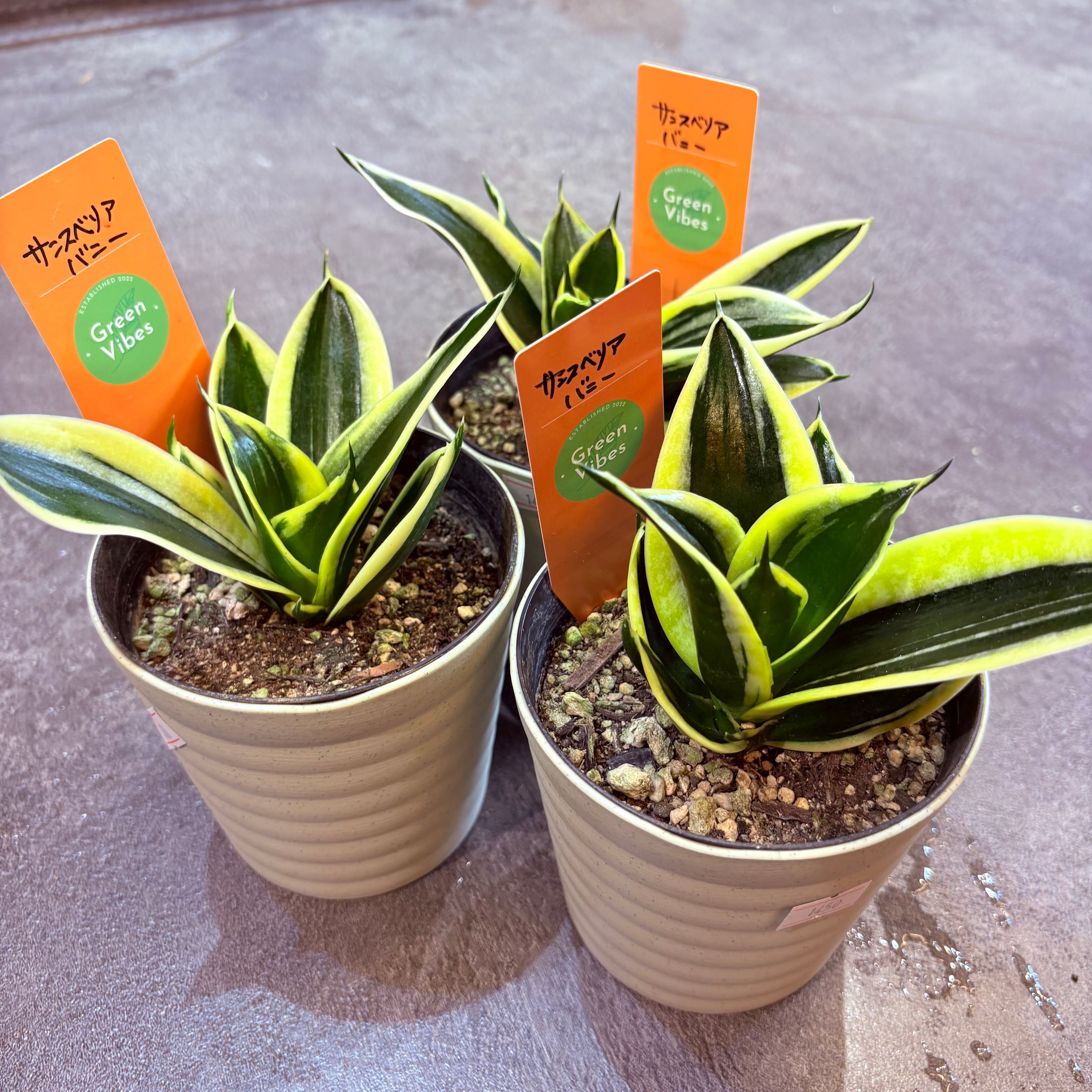 サンスベリア バニー 4号 | Green Vibes 宇都宮市の観葉植物専門店